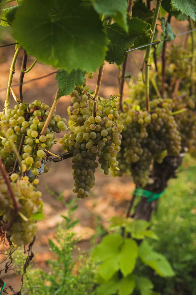 Toscane en Marche - wine1.jpg