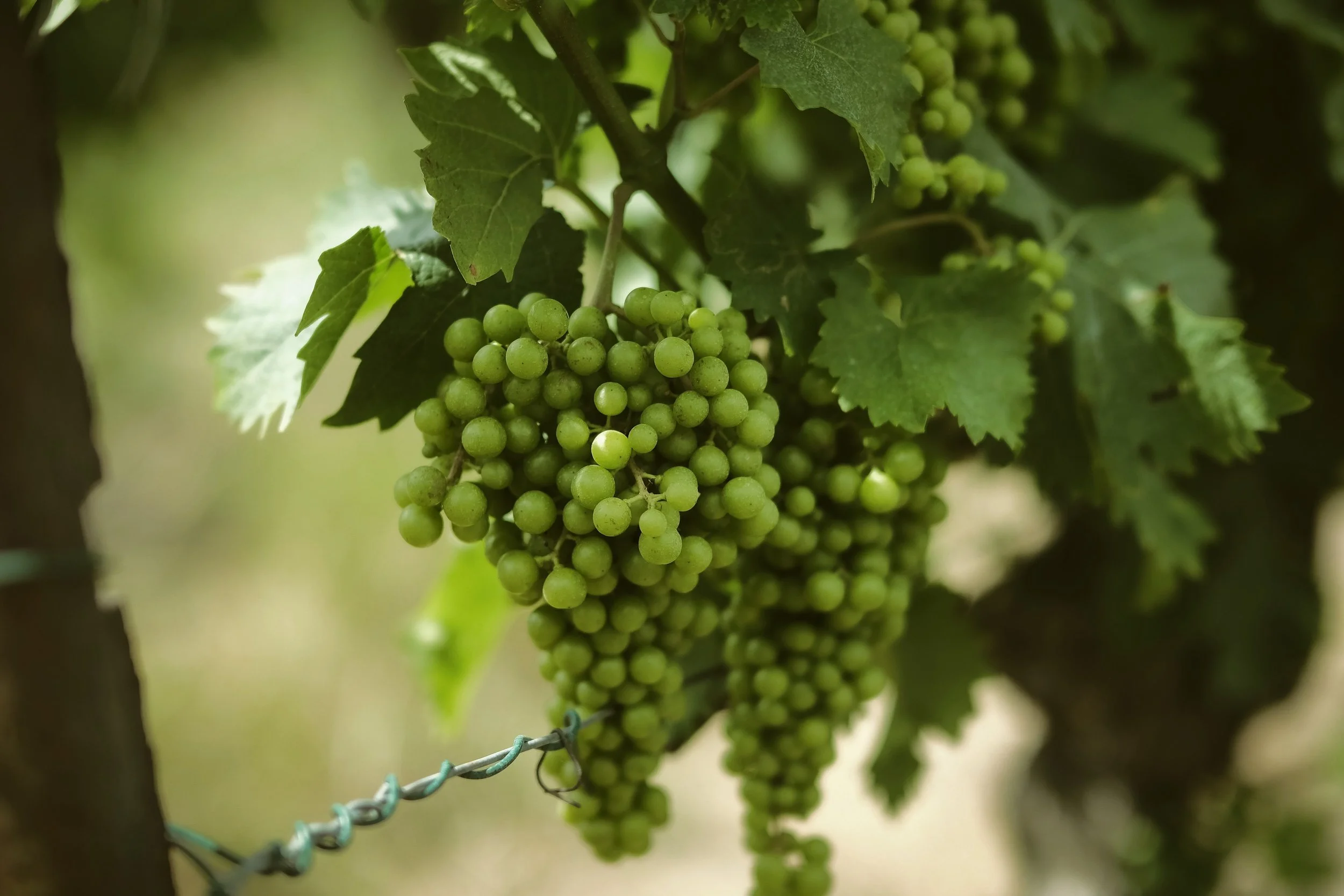 Sapori d italia - Langhe3.jpg