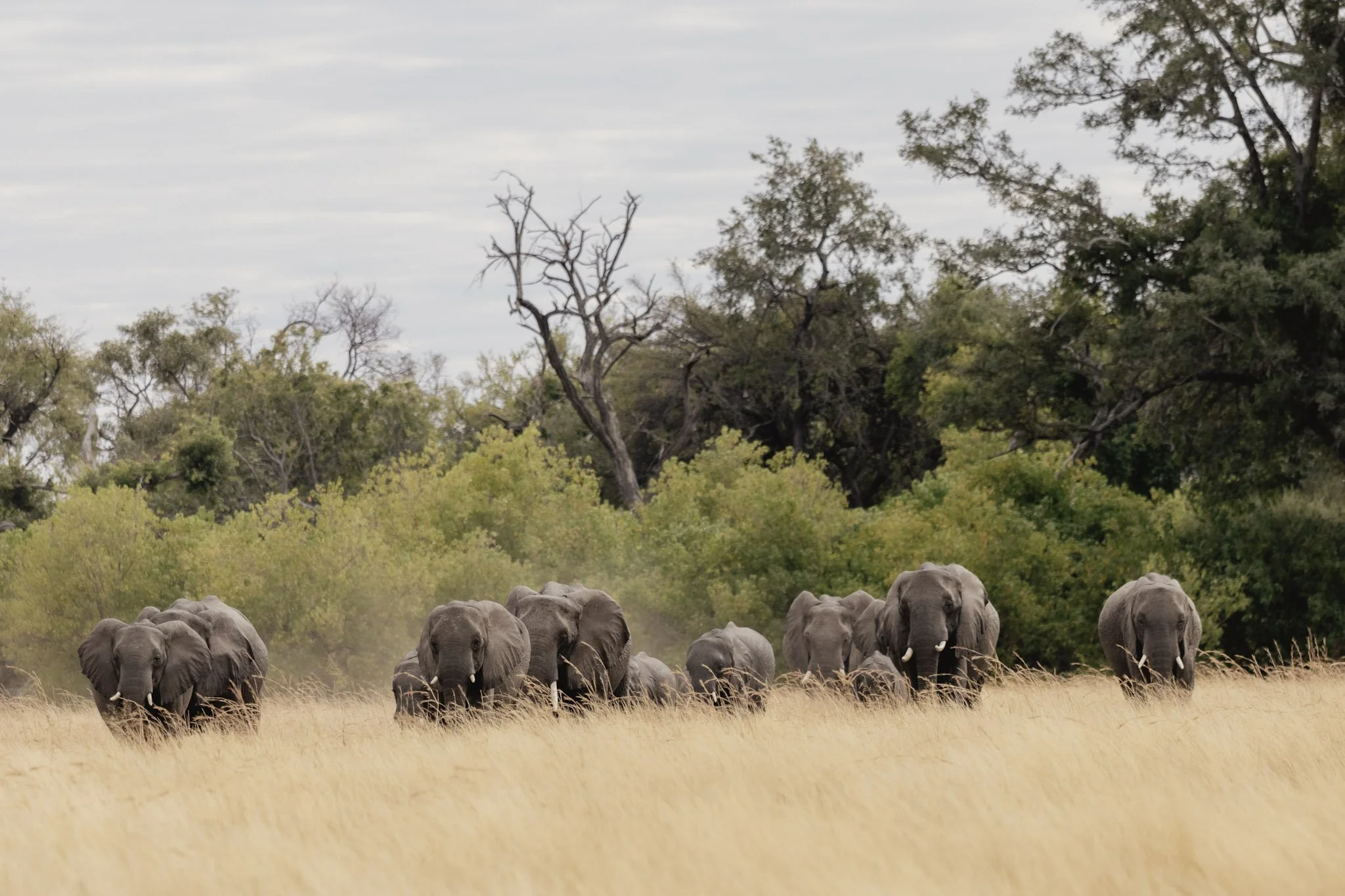 9-Bots_Mbamba_Elephant 1.jpg