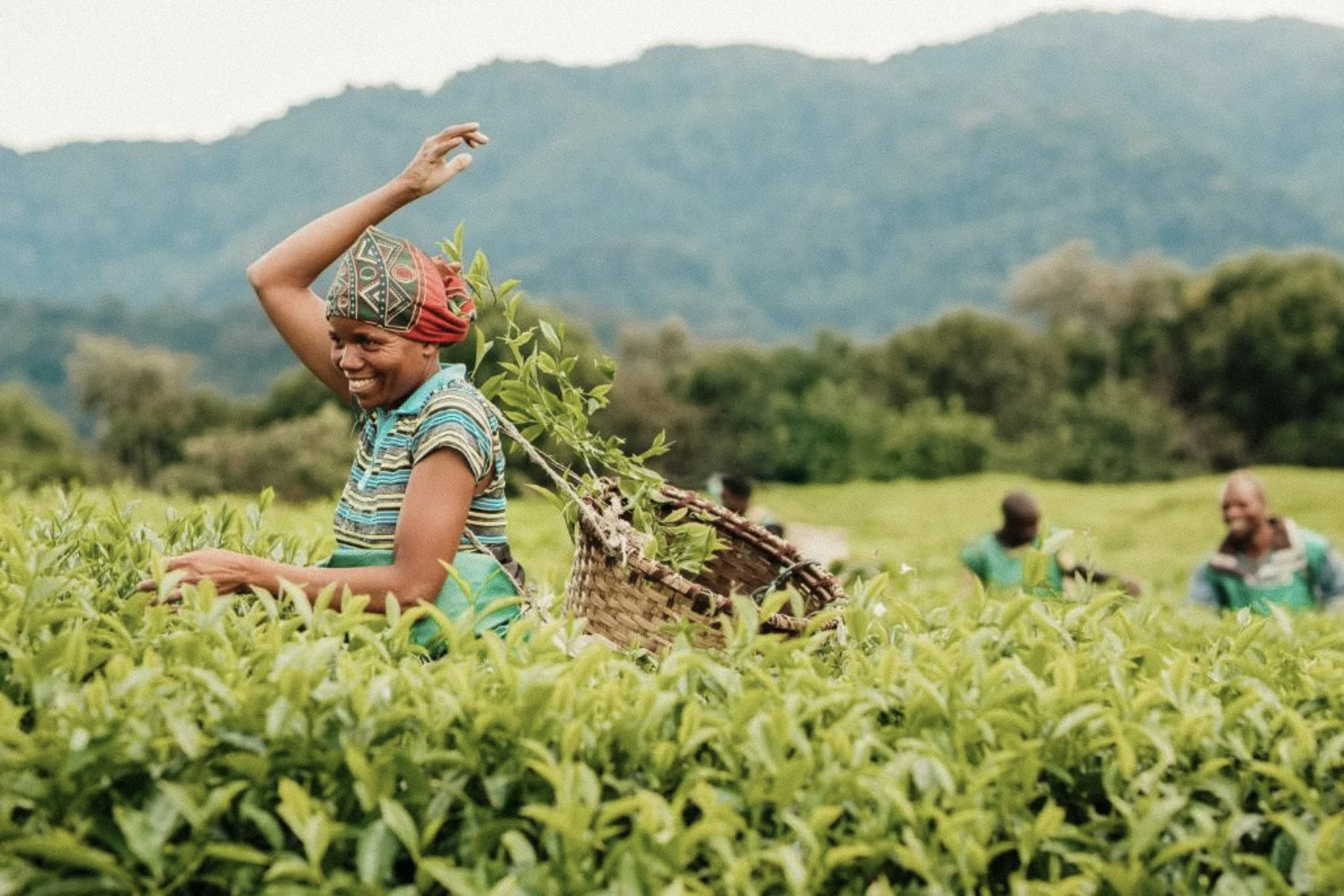 One&only Nyungwe House - tea picker.jpg