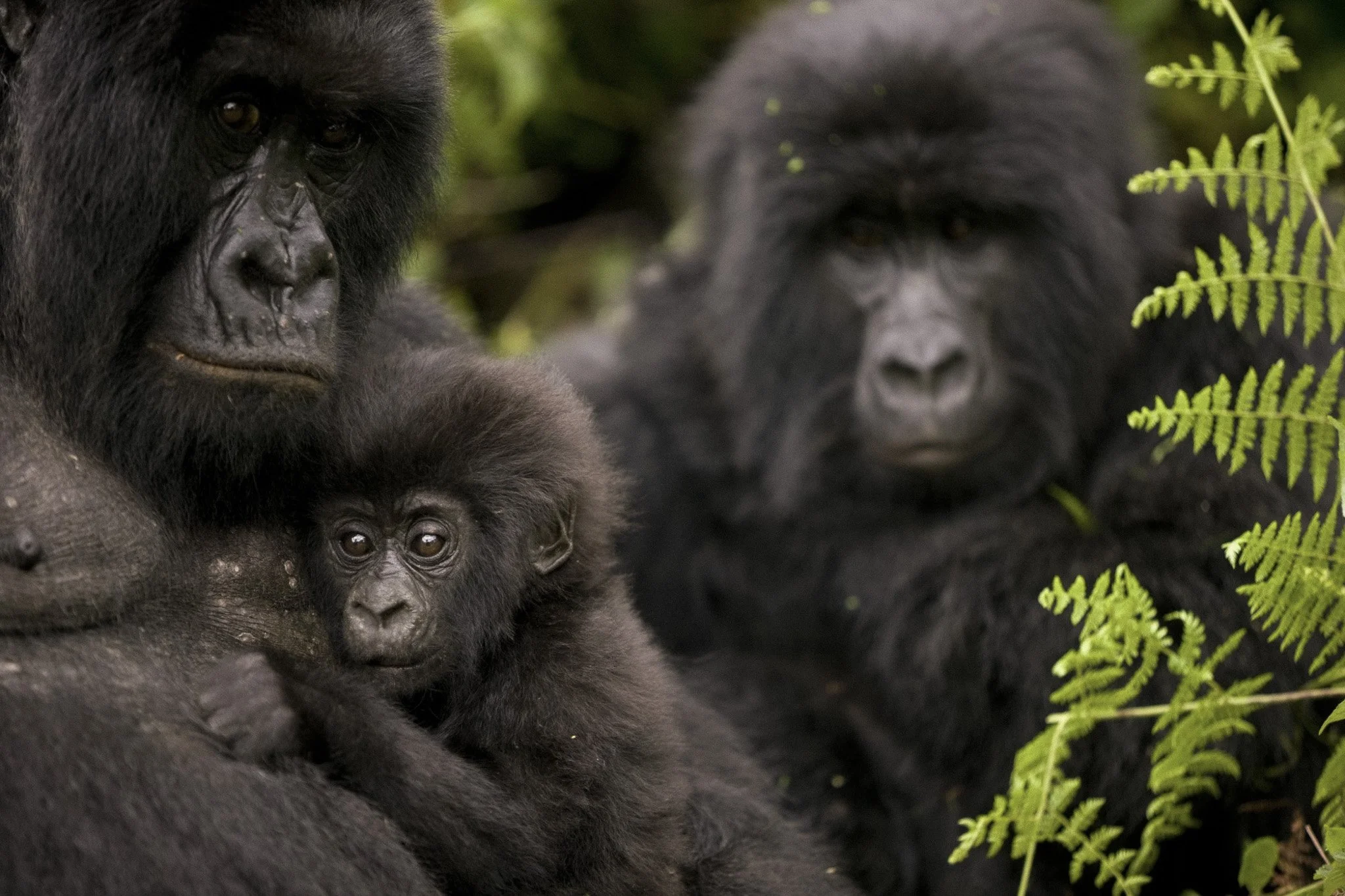 Rwanda Gorillas-RDB (6).jpg