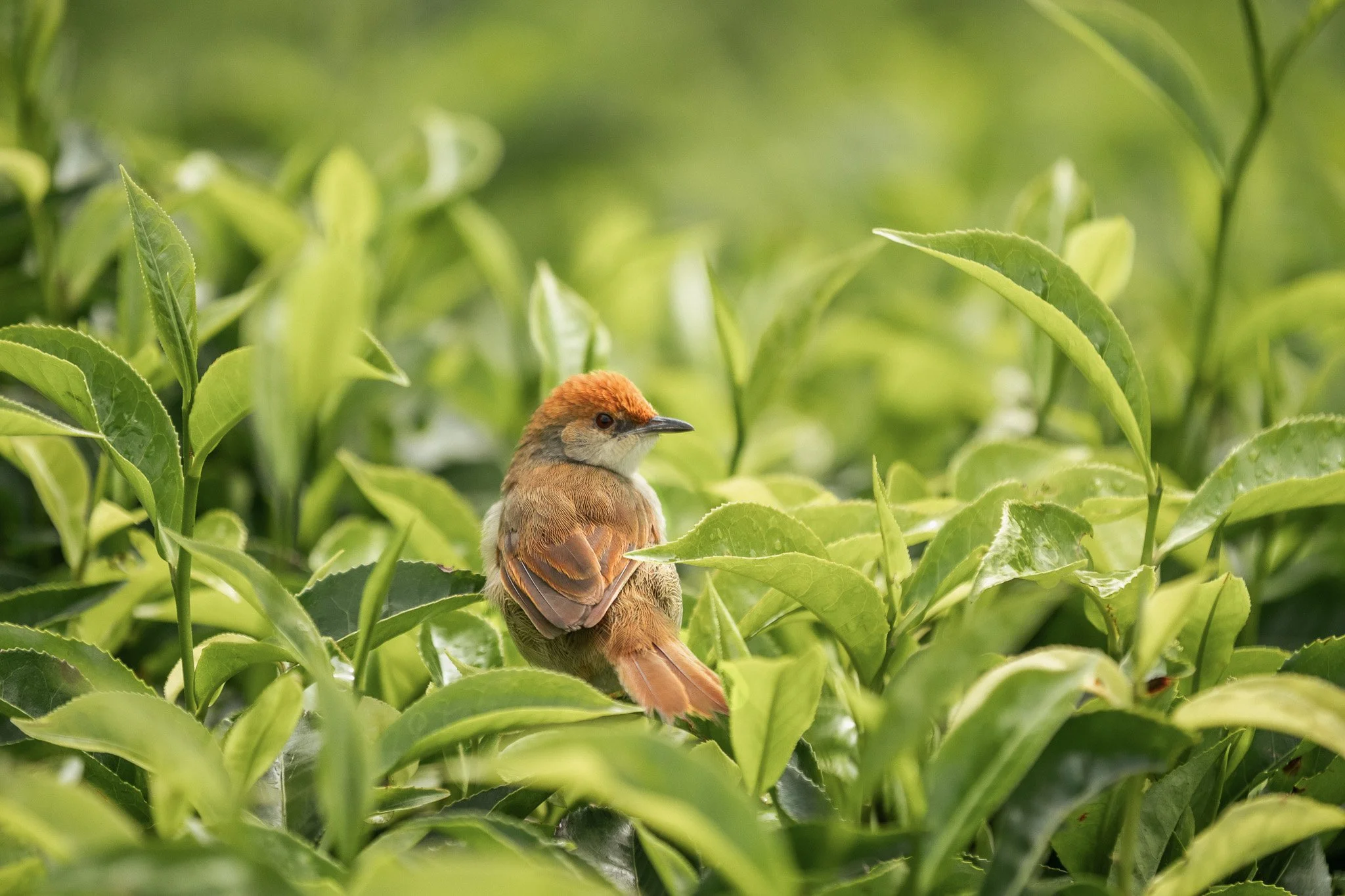 OO_NyungweHouse_FloraFauna_Bird_1603_MASTER.jpg