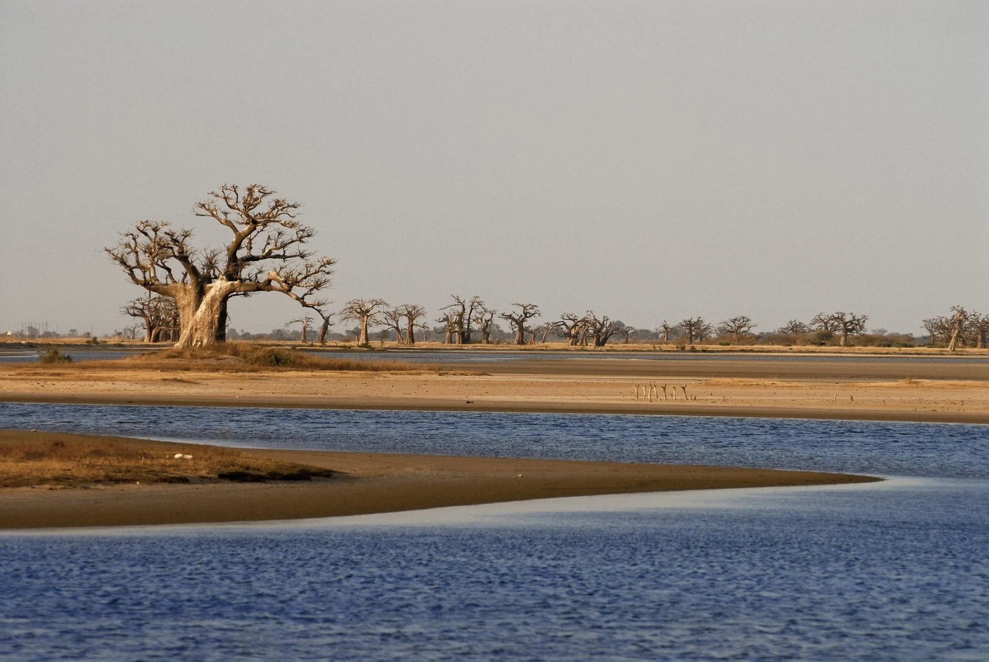 SALOUM 8.jpg