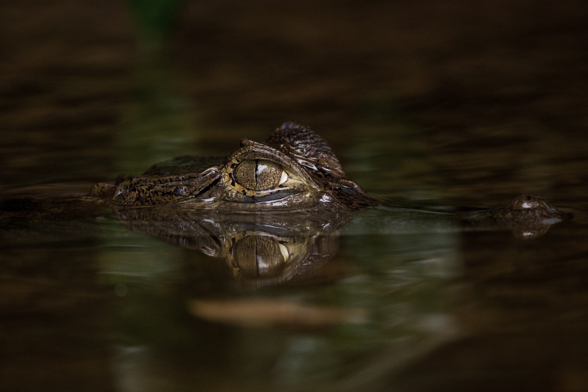 20-CL-Spectacled Caiman - João Marcos Rosa.jpg