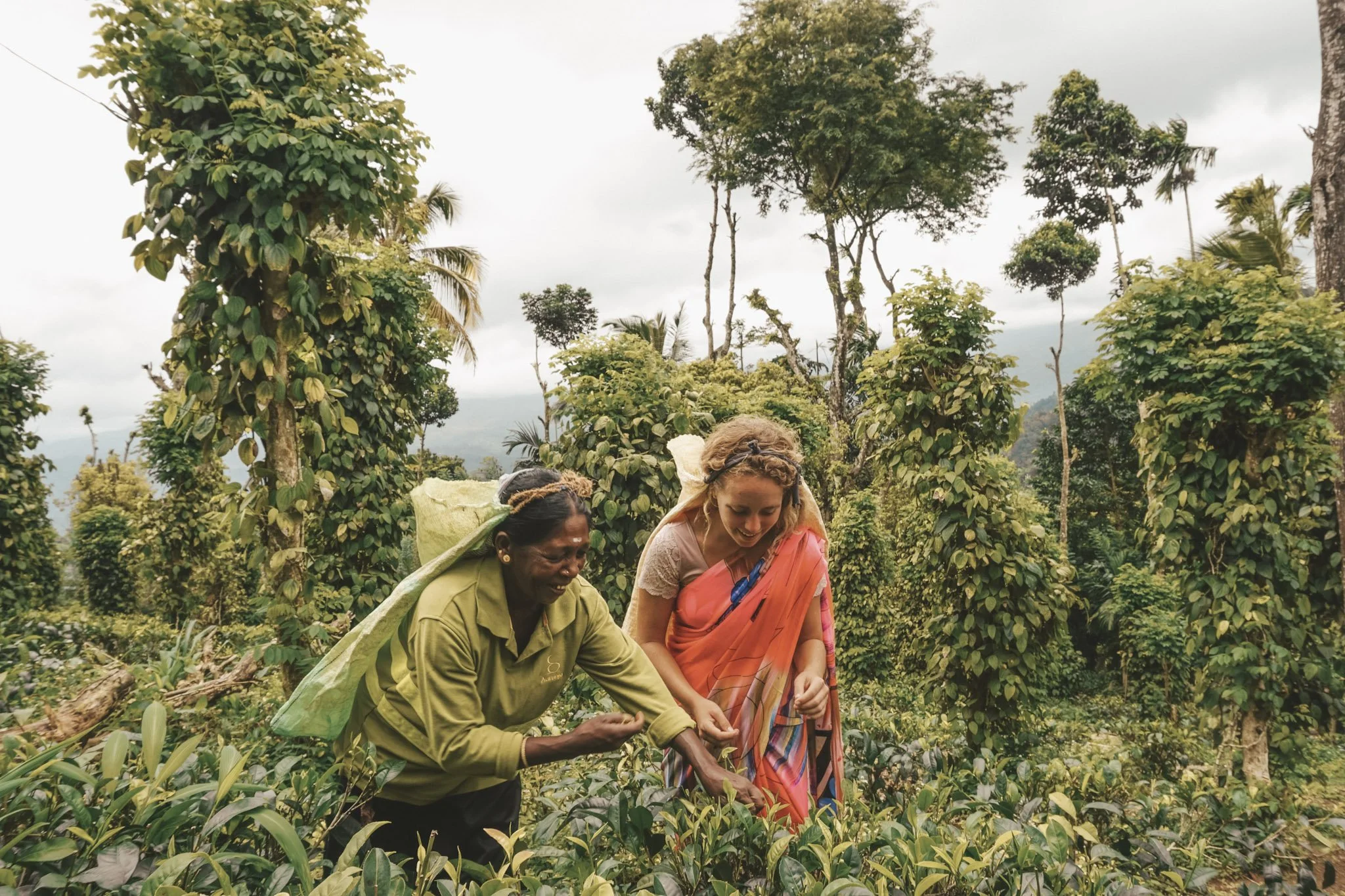 19-Tea Estate Tea Plucking.jpg