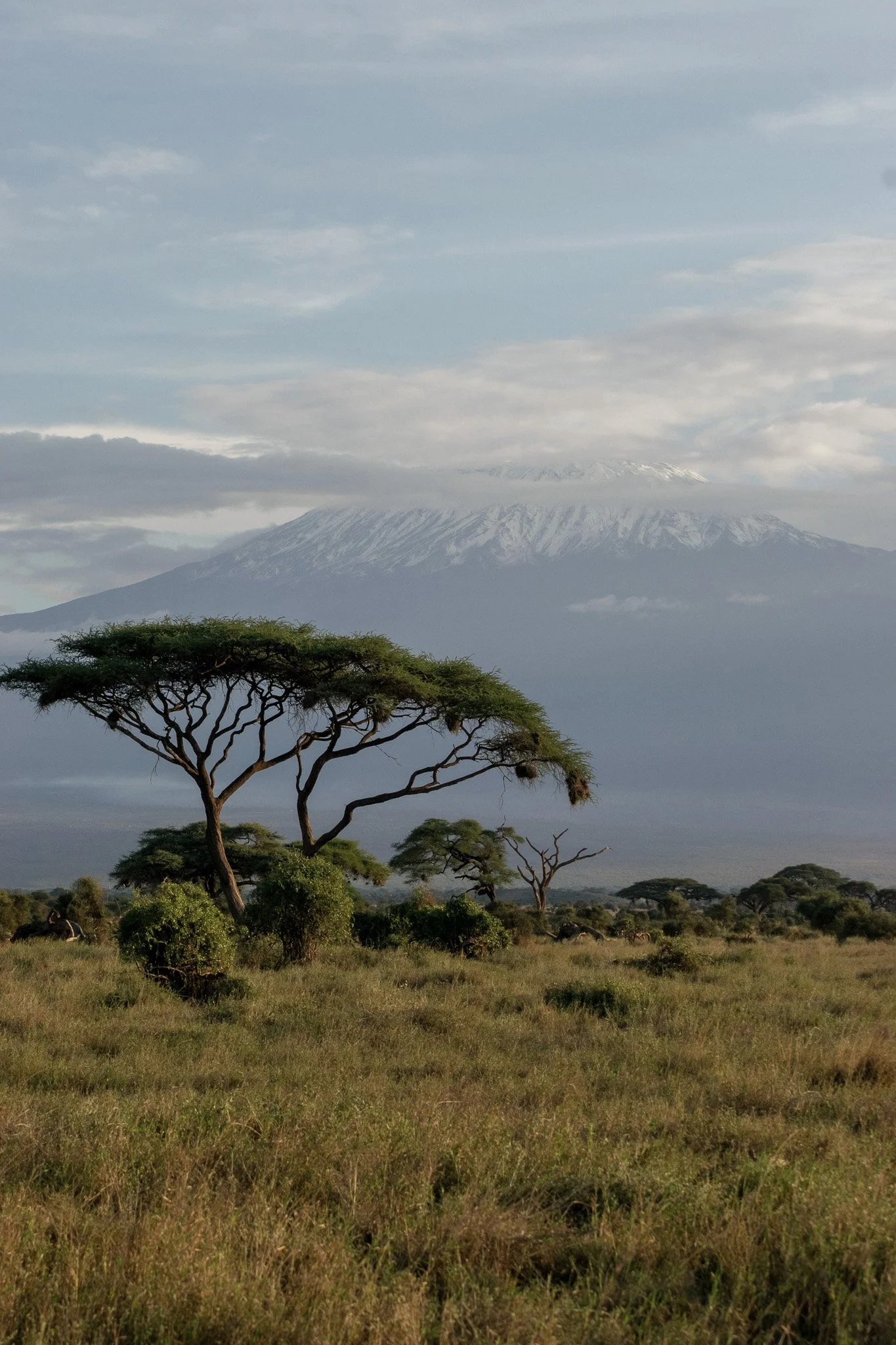 Kilimanjaro 8.jpg