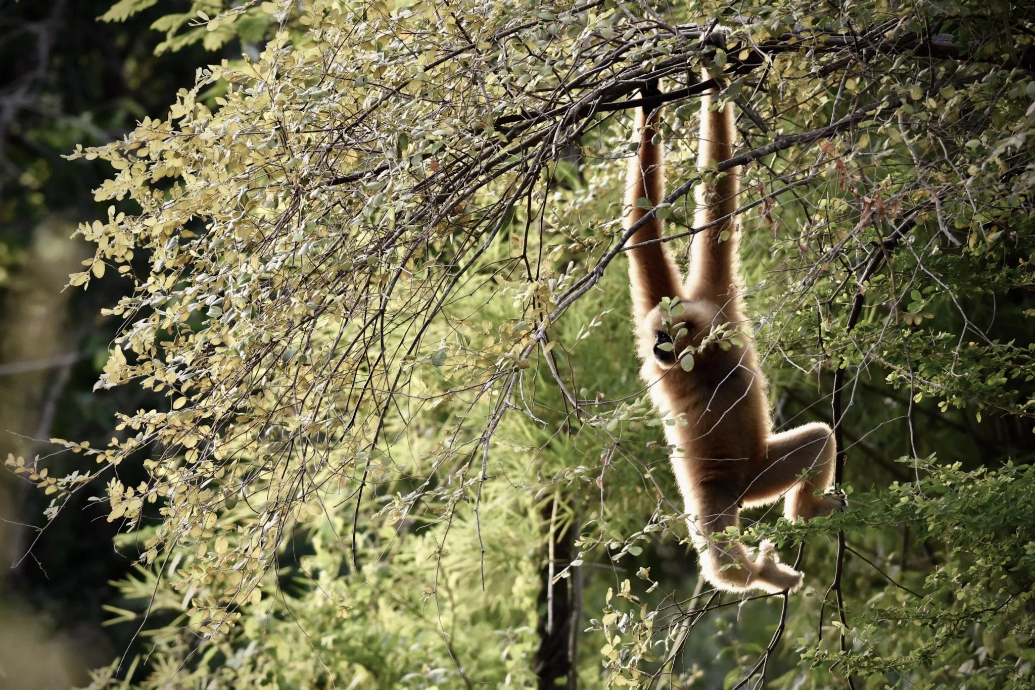 43-Copy of WFFT tour - gibbon.jpg