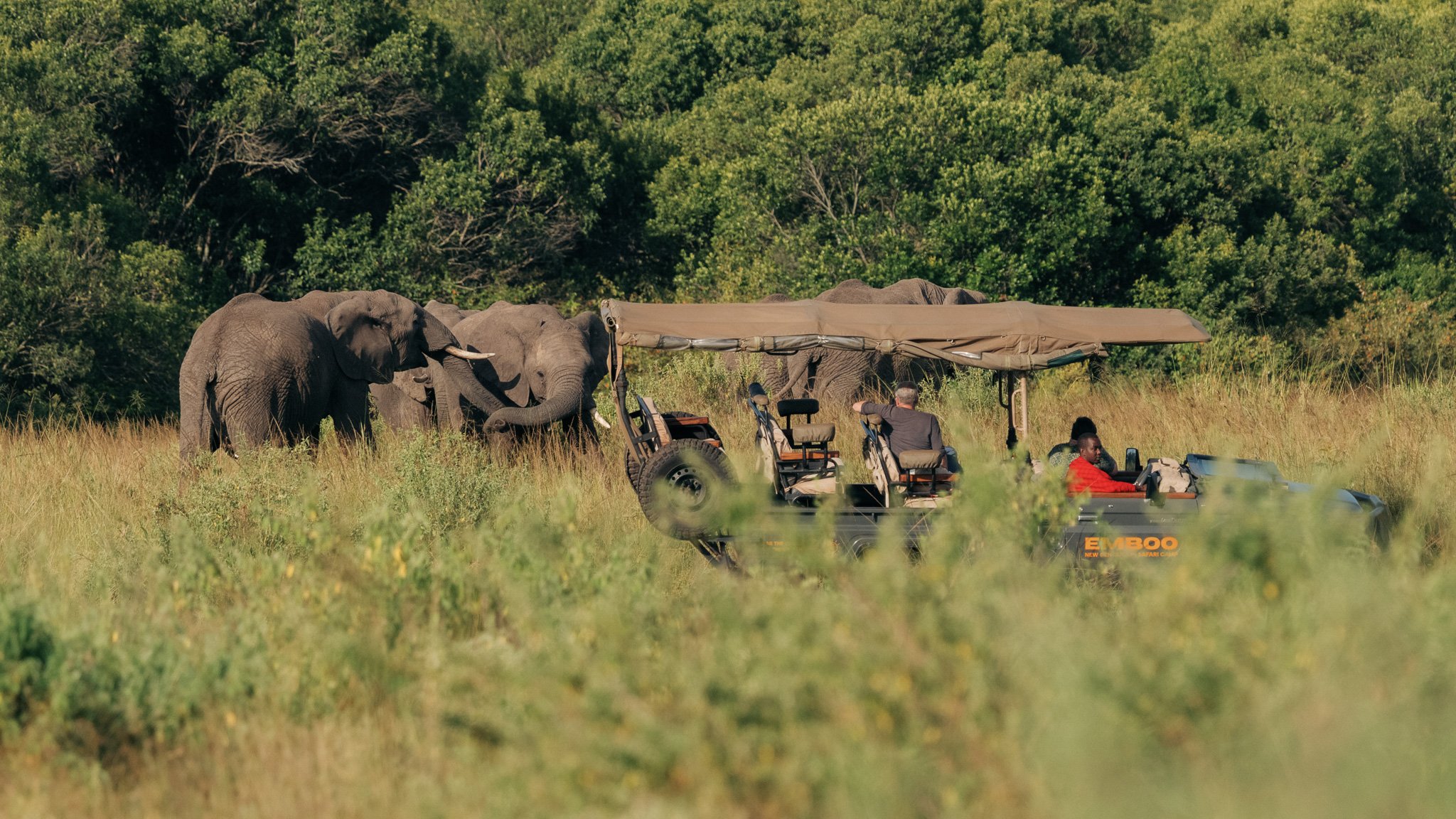 Emboo Wild Safaris - Elephants.jpg