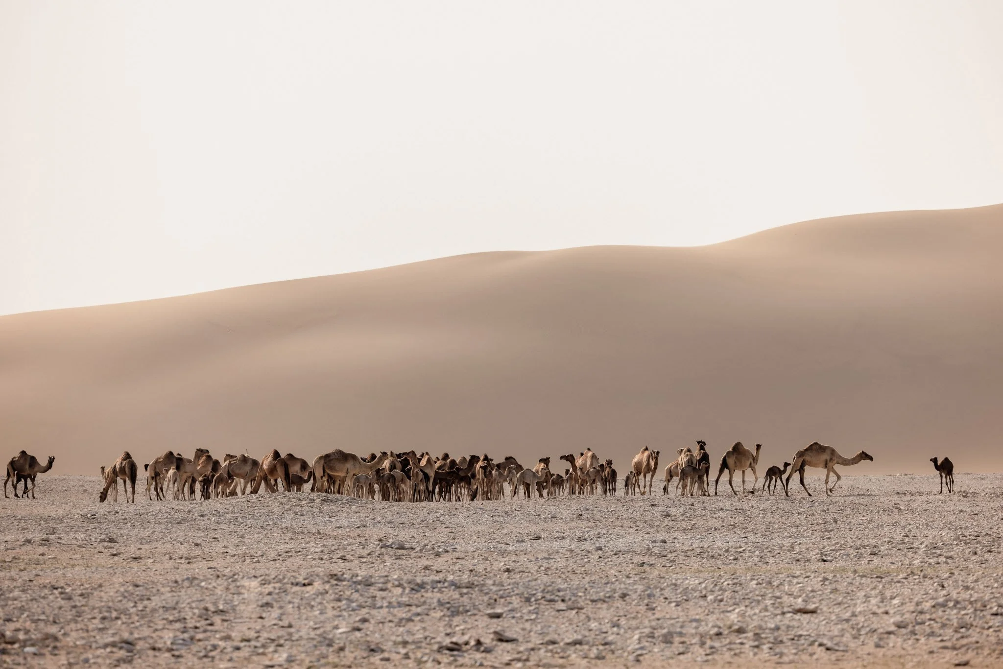 38-Camel-066 (original).jpg