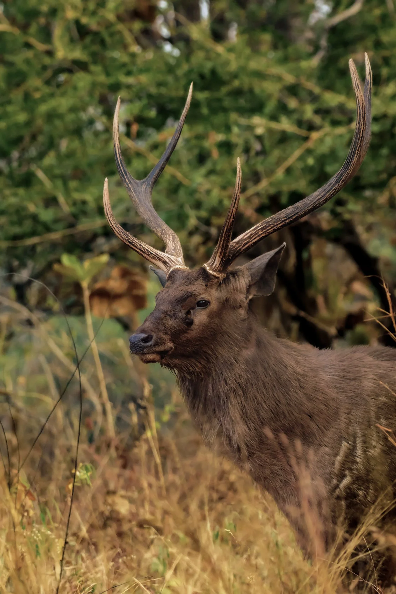17-pexels-naturegraphy-wildroar-14428061.jpg