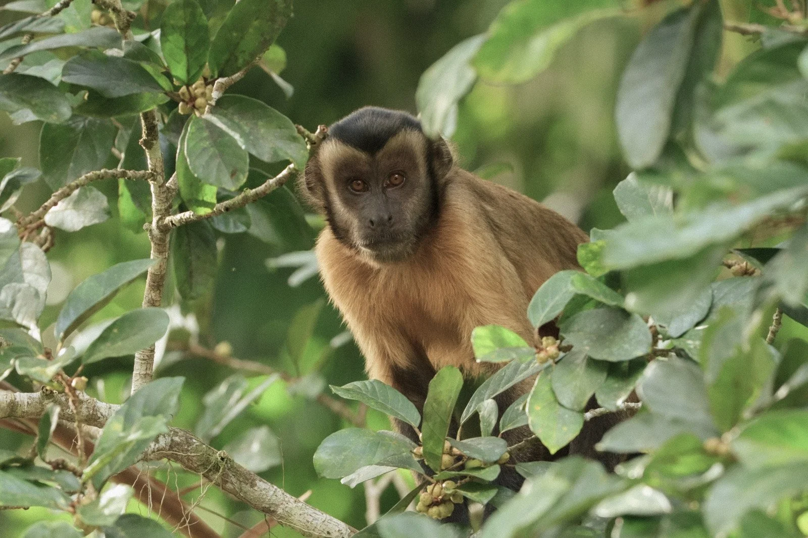 19-CL-Tufted capuchin-Alex Da Riva.jpg