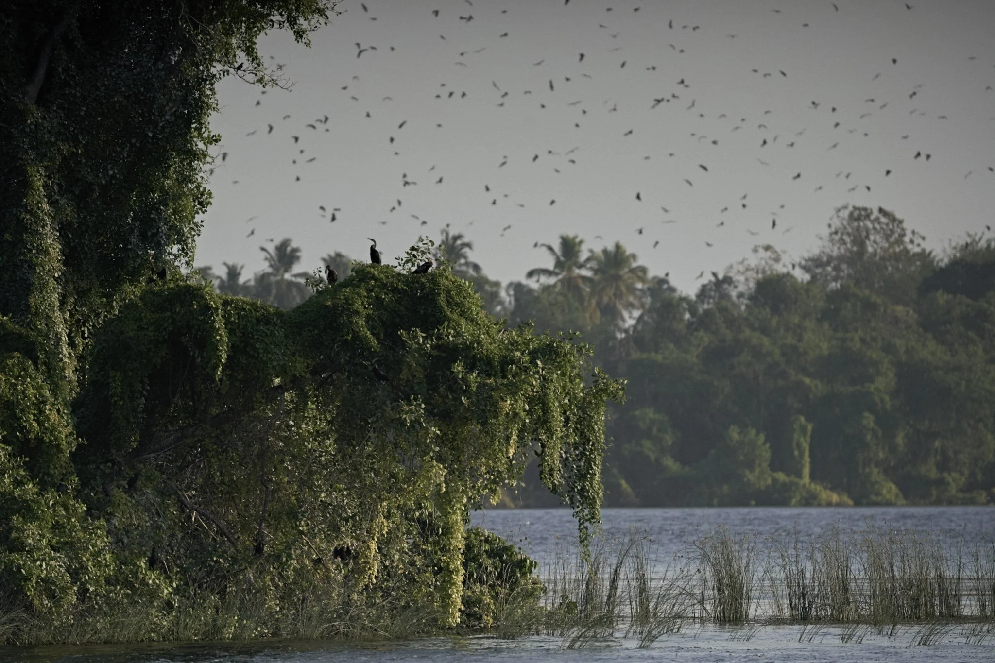 25-Amanwella, Sri Lanka - Experience, floating lounge, wildlife 2.jpg