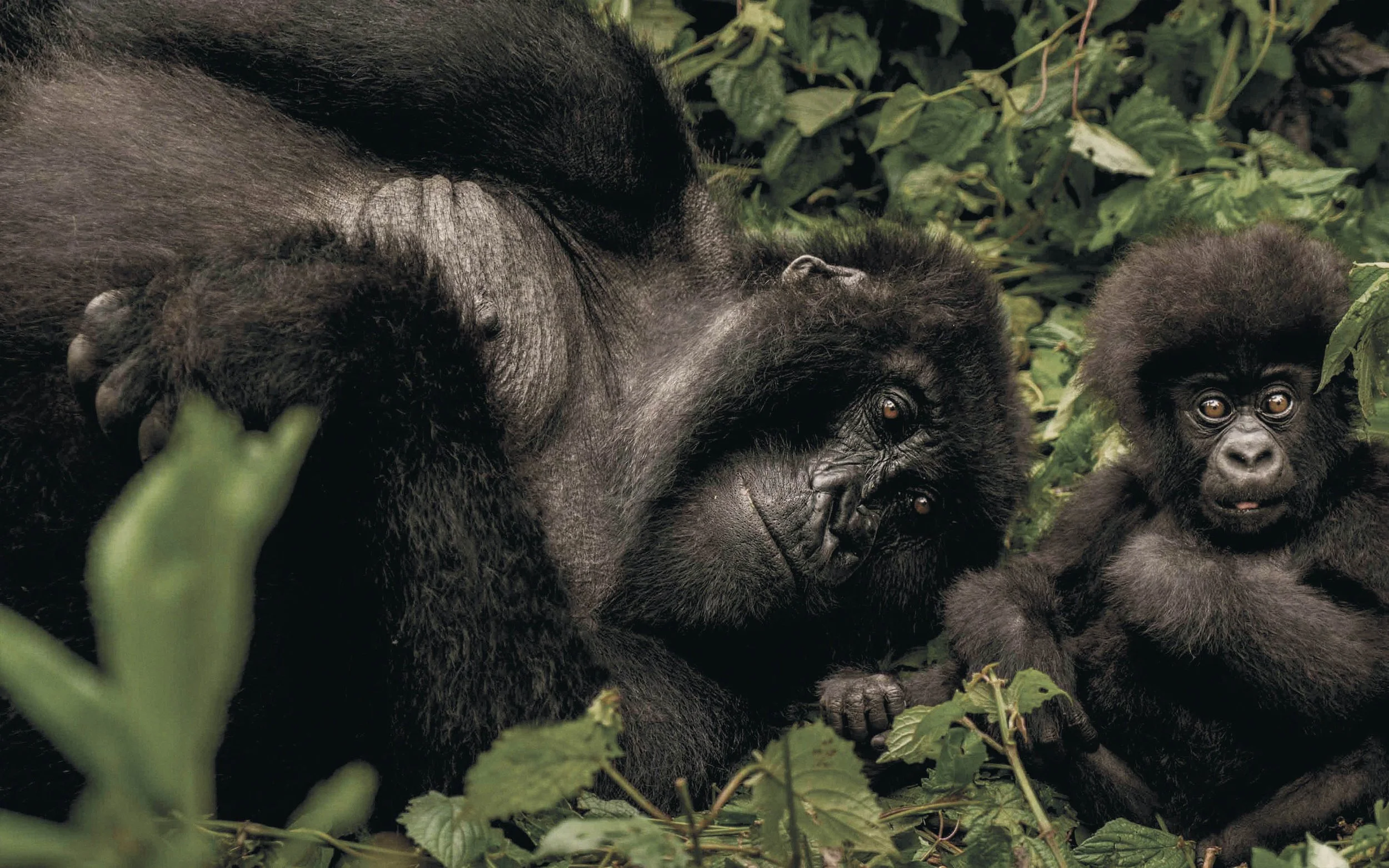 oogn-stock-gorillas-2.jpg