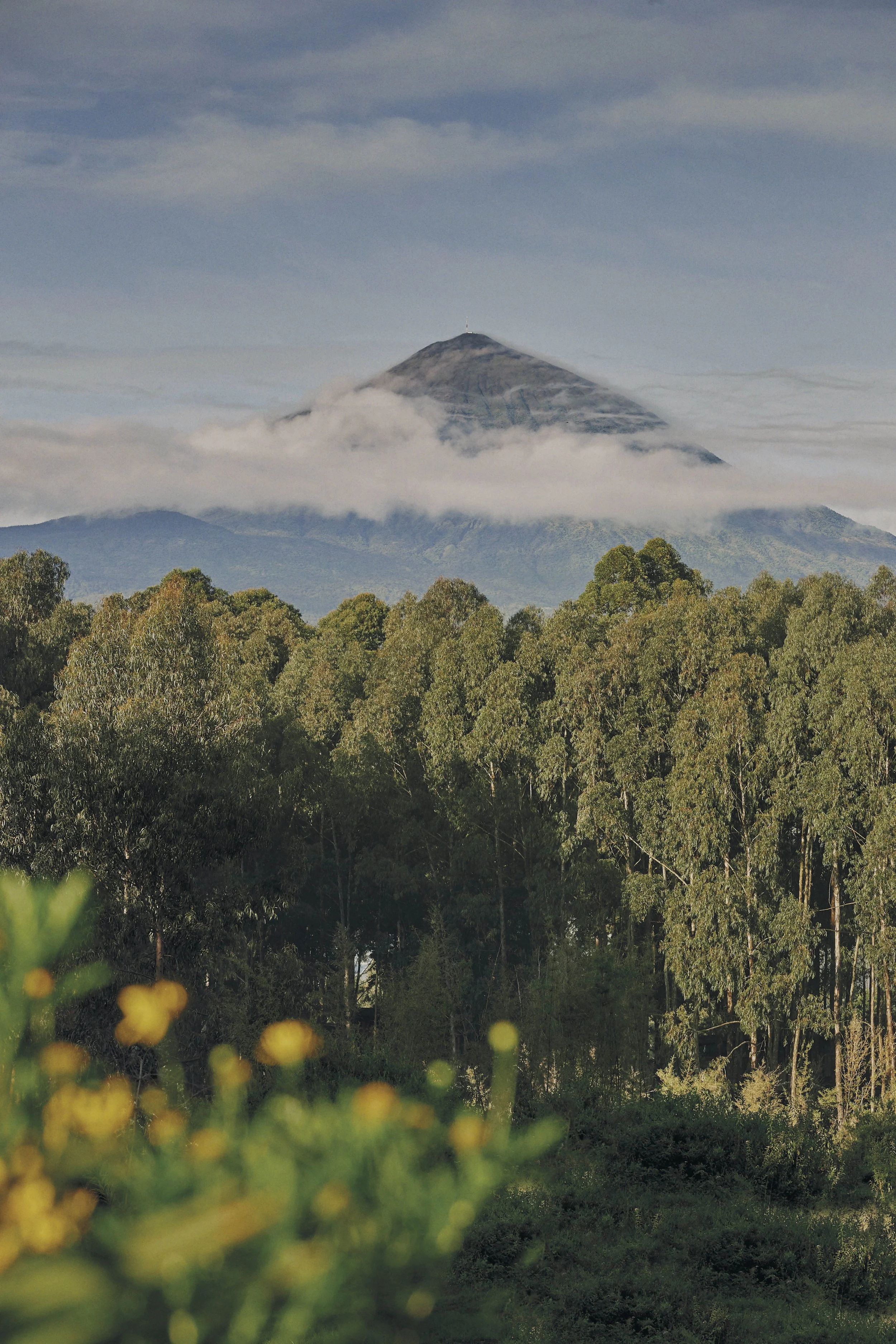 OO_GorillasNest_Flora_Fauna_Volcano_0055_MASTER.jpg