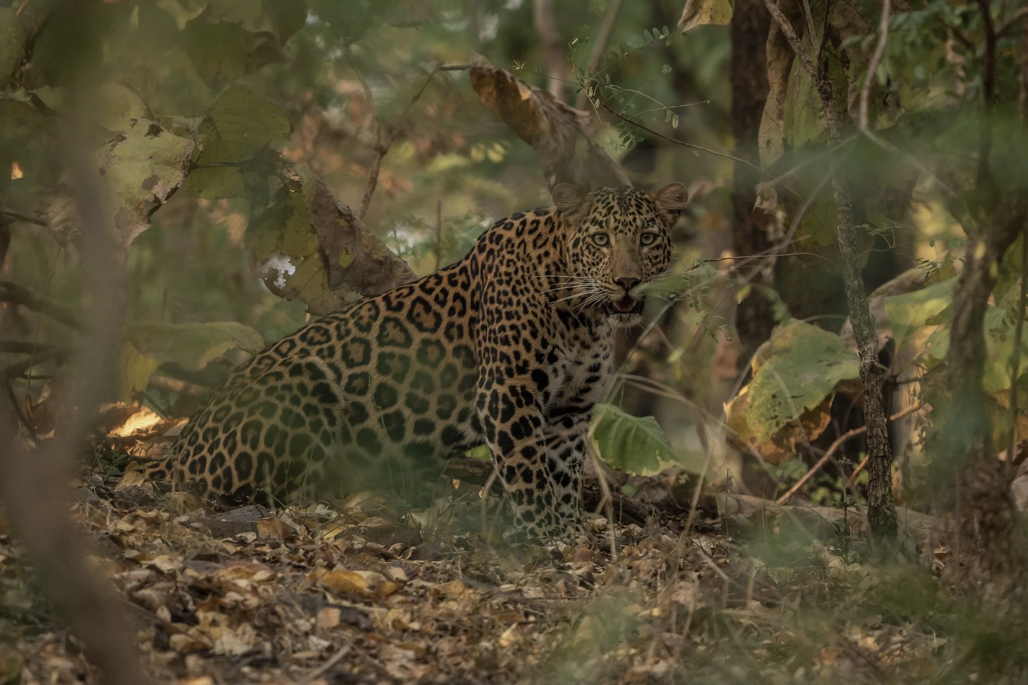 45-Leopard male.jpg