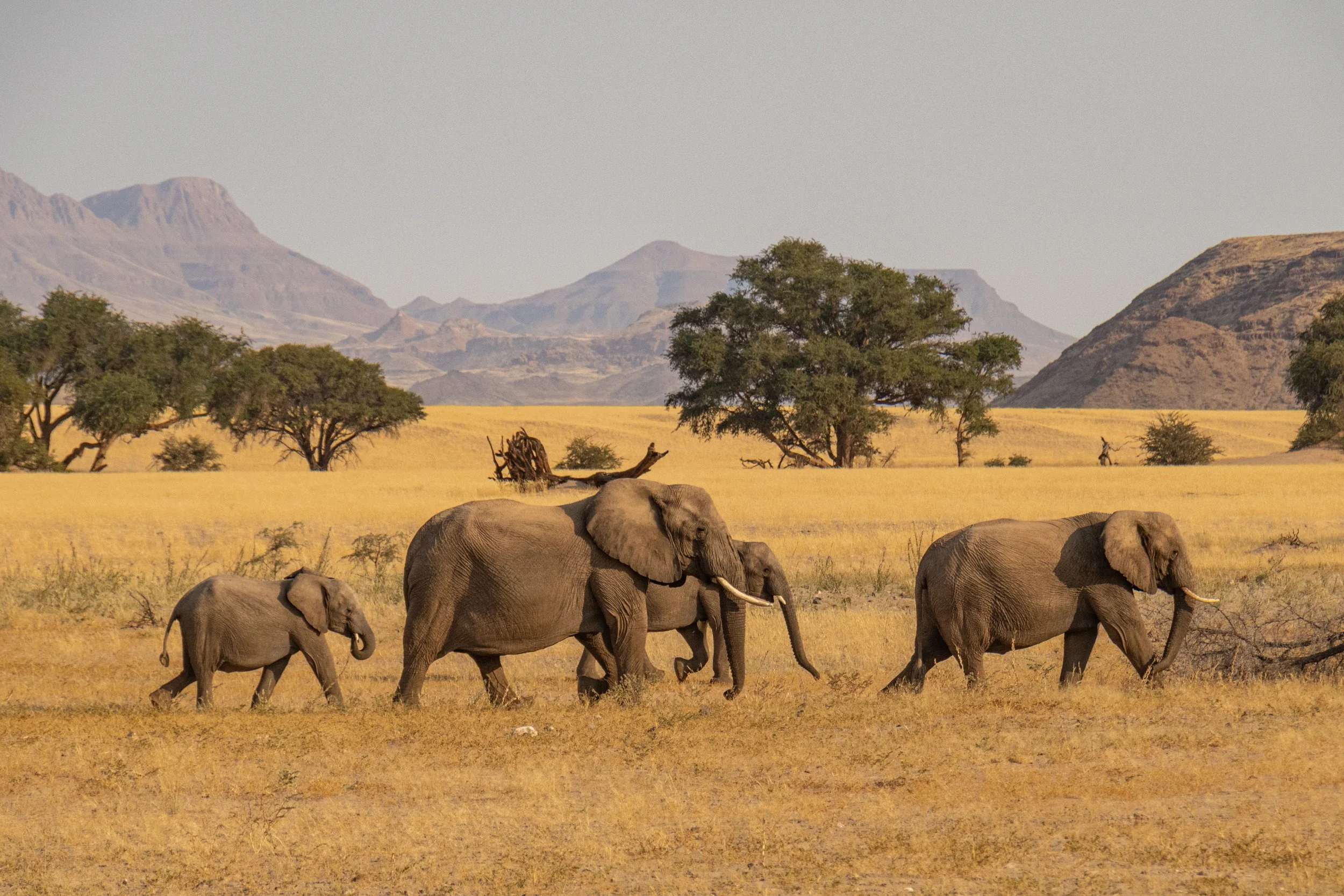 Afrikaanse savanne met vier olifanten die lopen, omringd door grassprietjes, verspreide bomen en bergen op de achtergrond richting de horizon.