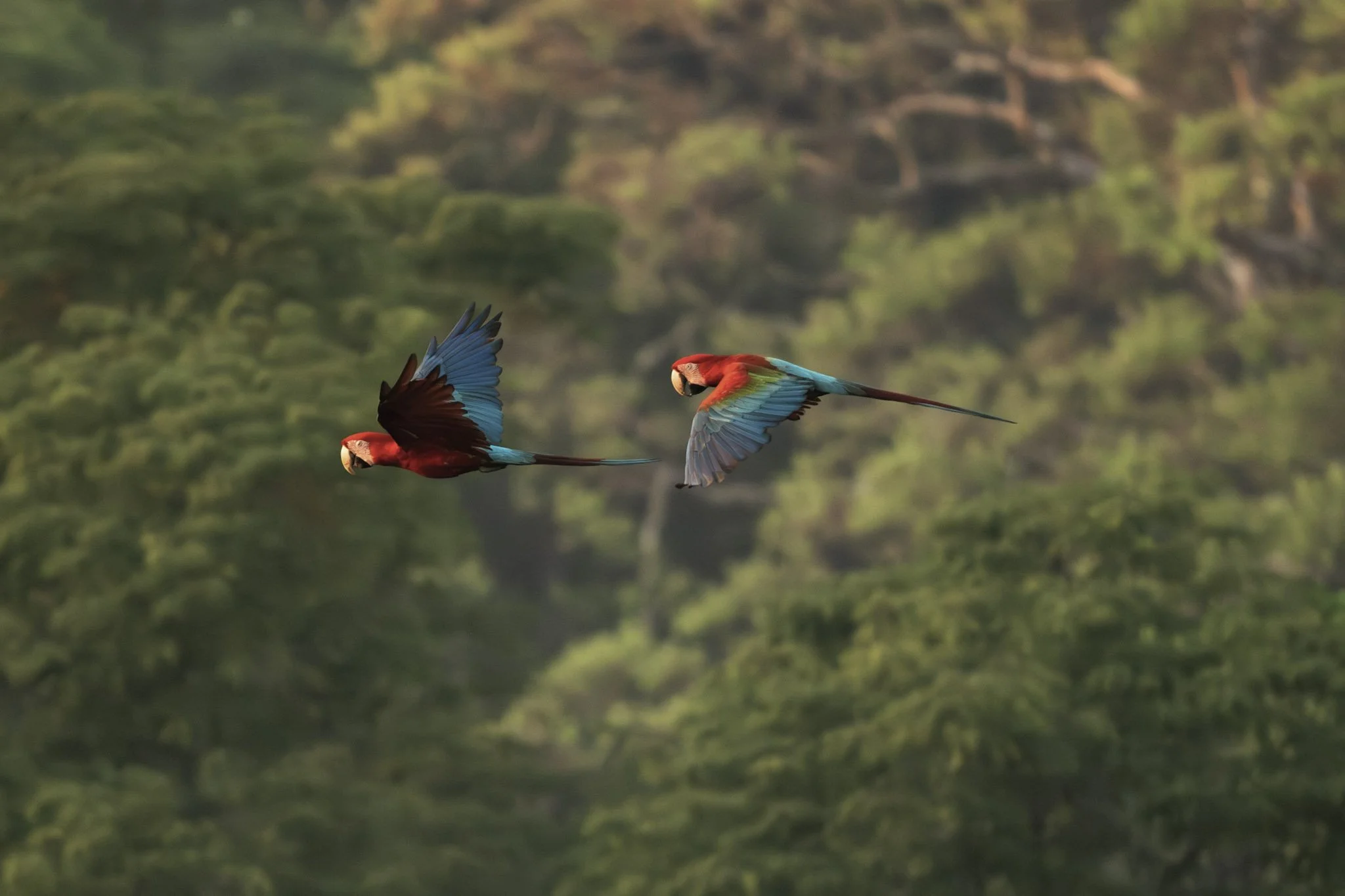 46-CL-Red and green macaw-Thiago Diz.jpg