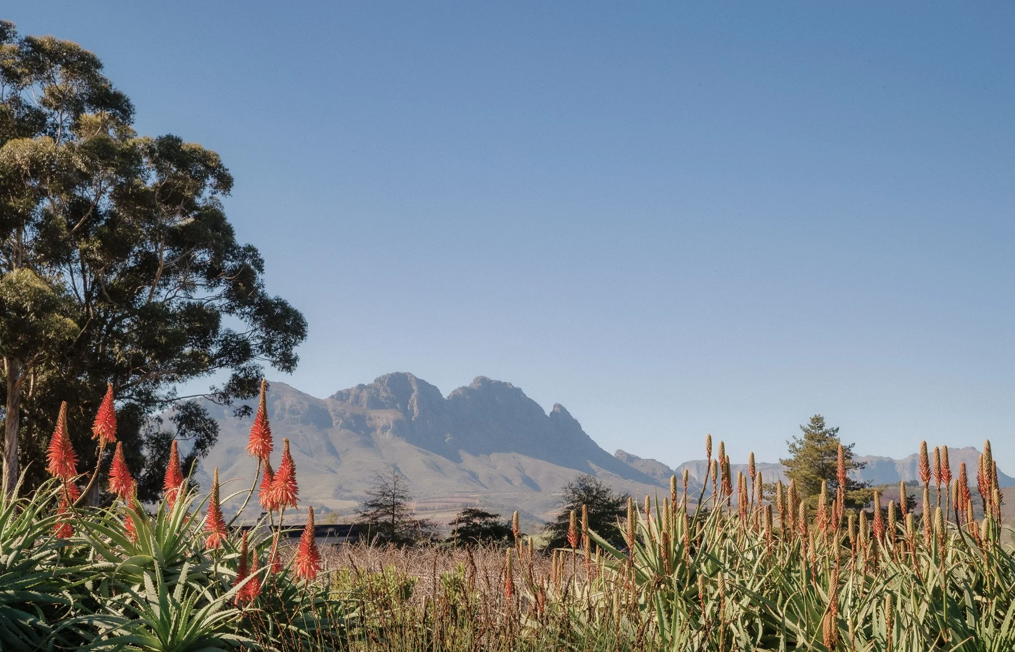 OO_CapeTown_Wine_Lands_Simonsig_View_Landscape_1922_MASTER.jpg