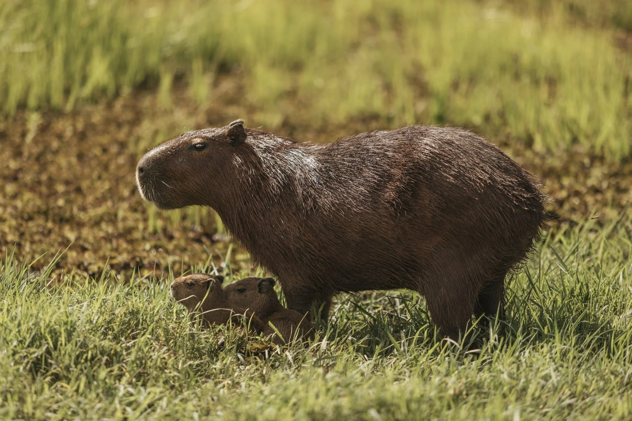 54-Fauna - Capivara - Capybara - Caiman, Pantanal - Felipe Castellari.jpg