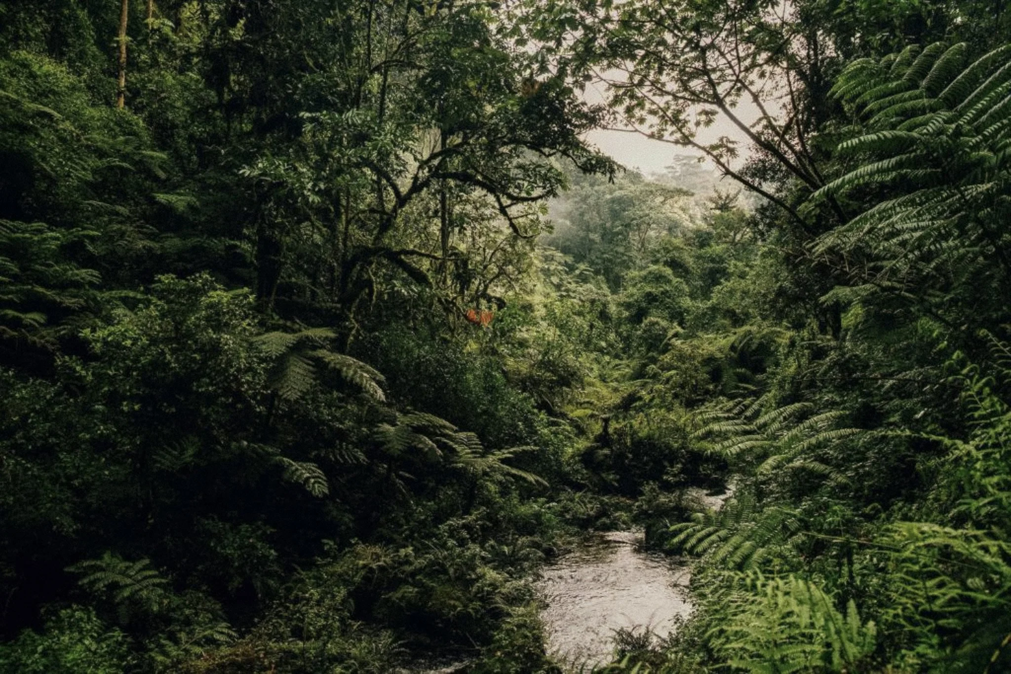 One&only Nyungwe House - jungle.jpg