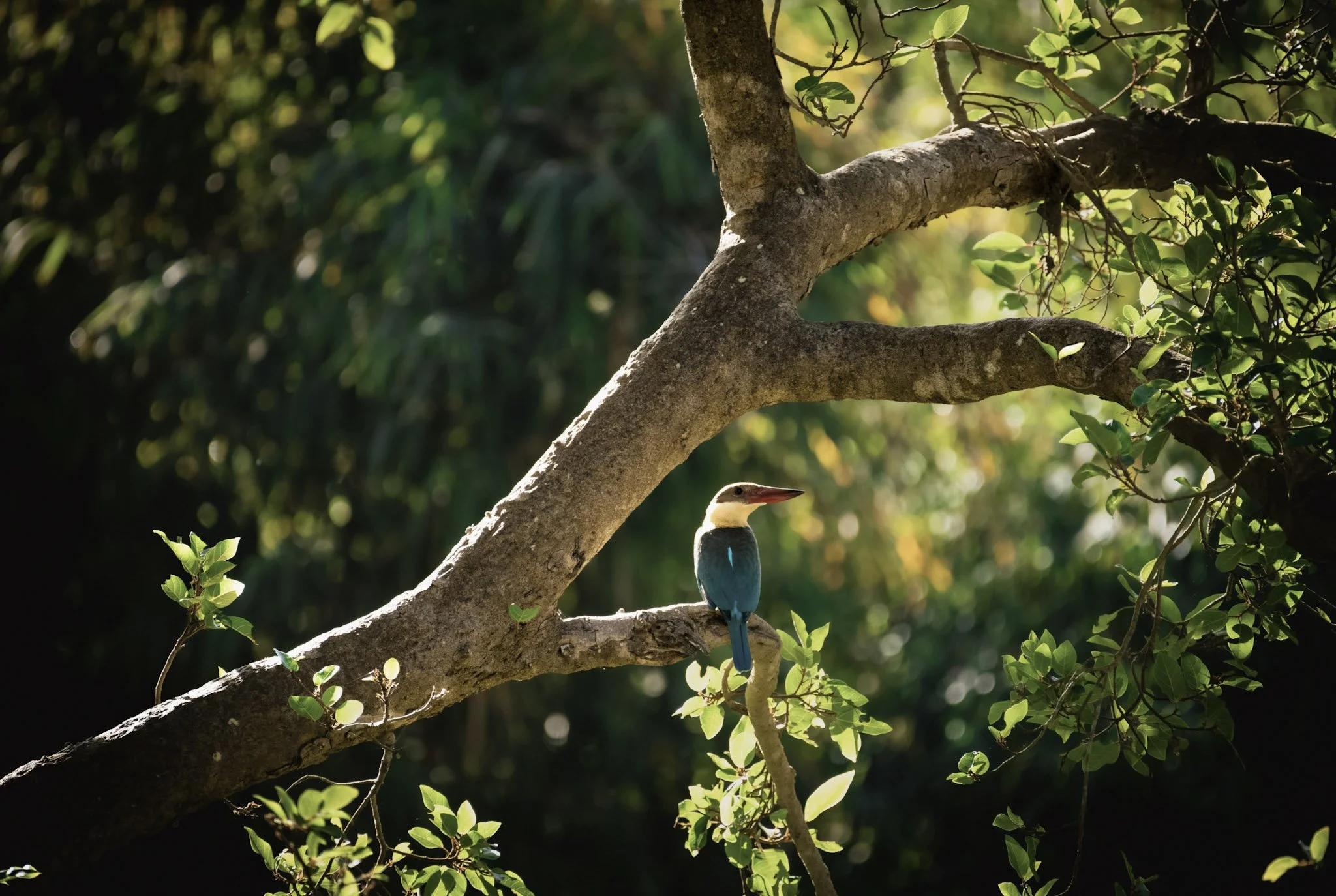 19-pexels-naturegraphy-wildroar-15517974.jpg