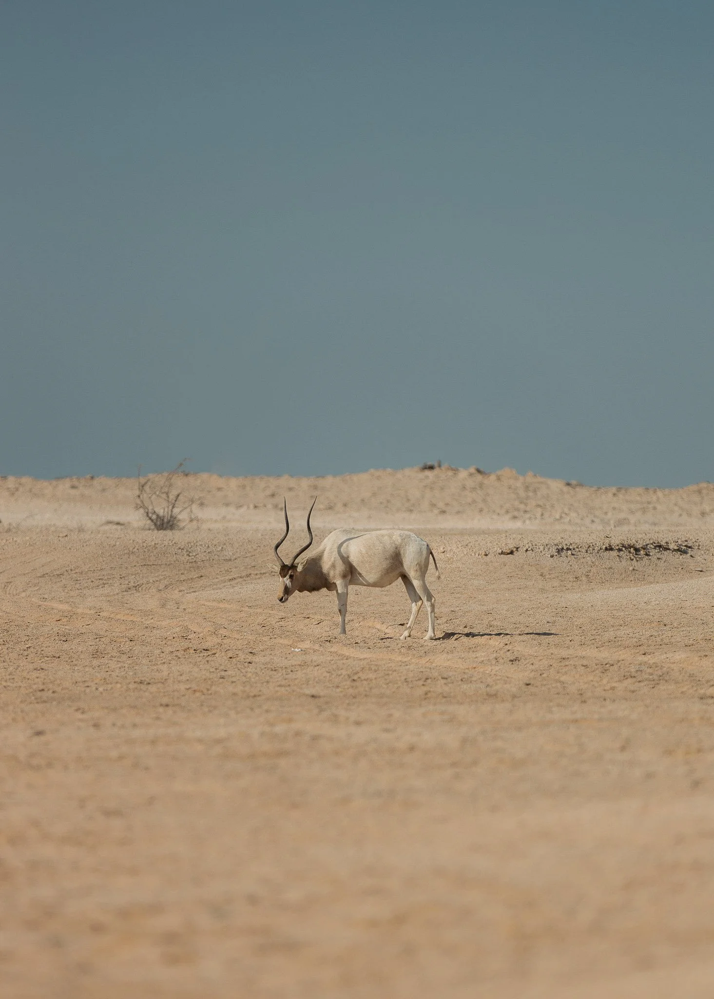 31-Ras-Brouq-2 (original).jpg