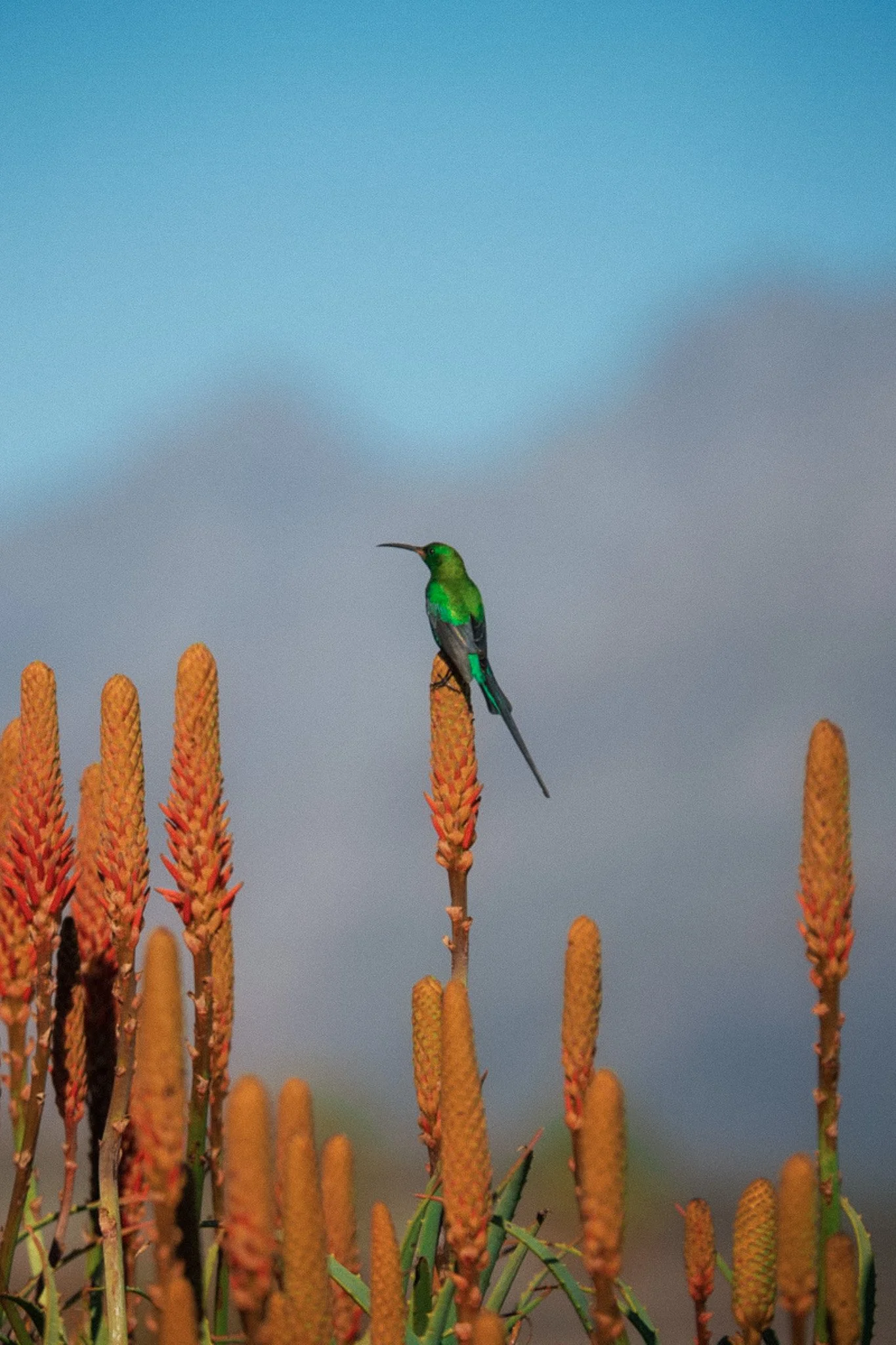 OO_CapeTown_Flora_Fauna_Bird_2483_MASTER_Small.jpg