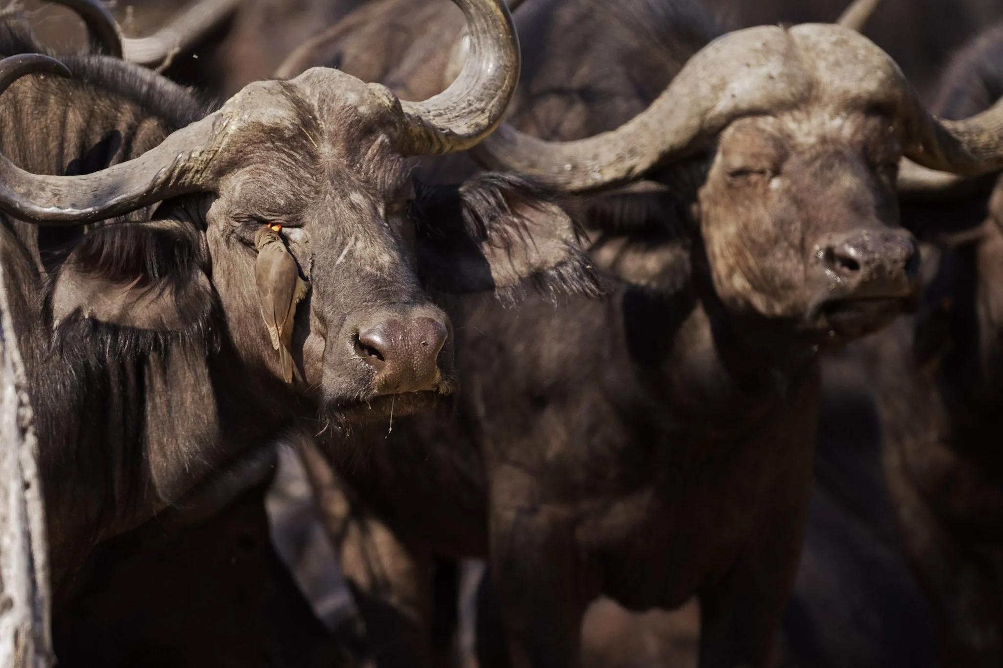 6-Okuti Buffalo Pair 1.jpg