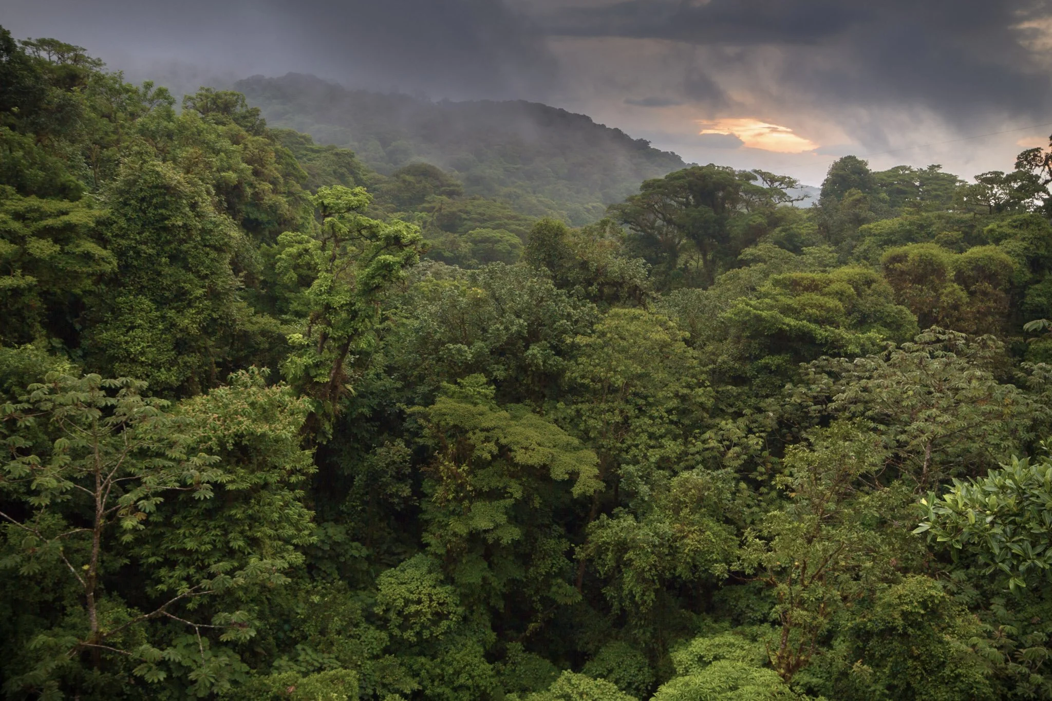 51-Foto del bosque.jpg