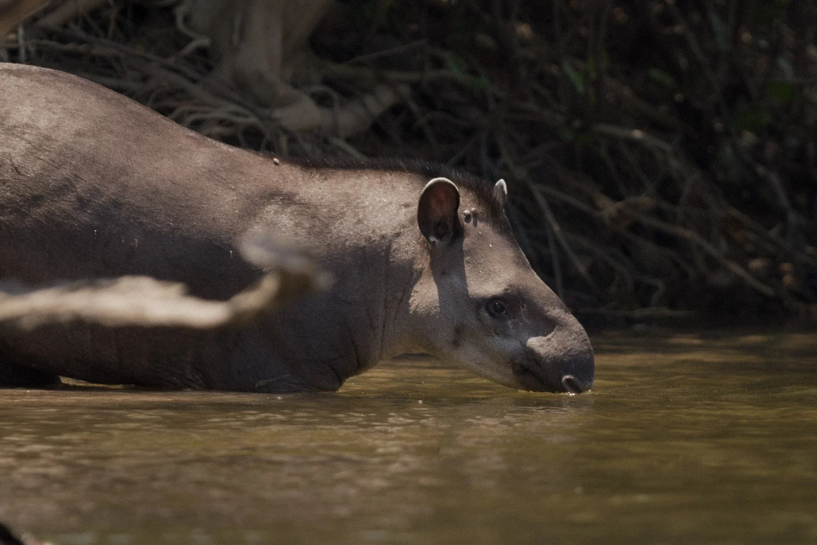 18-CL-Tapir-Jorge Lopes.jpg