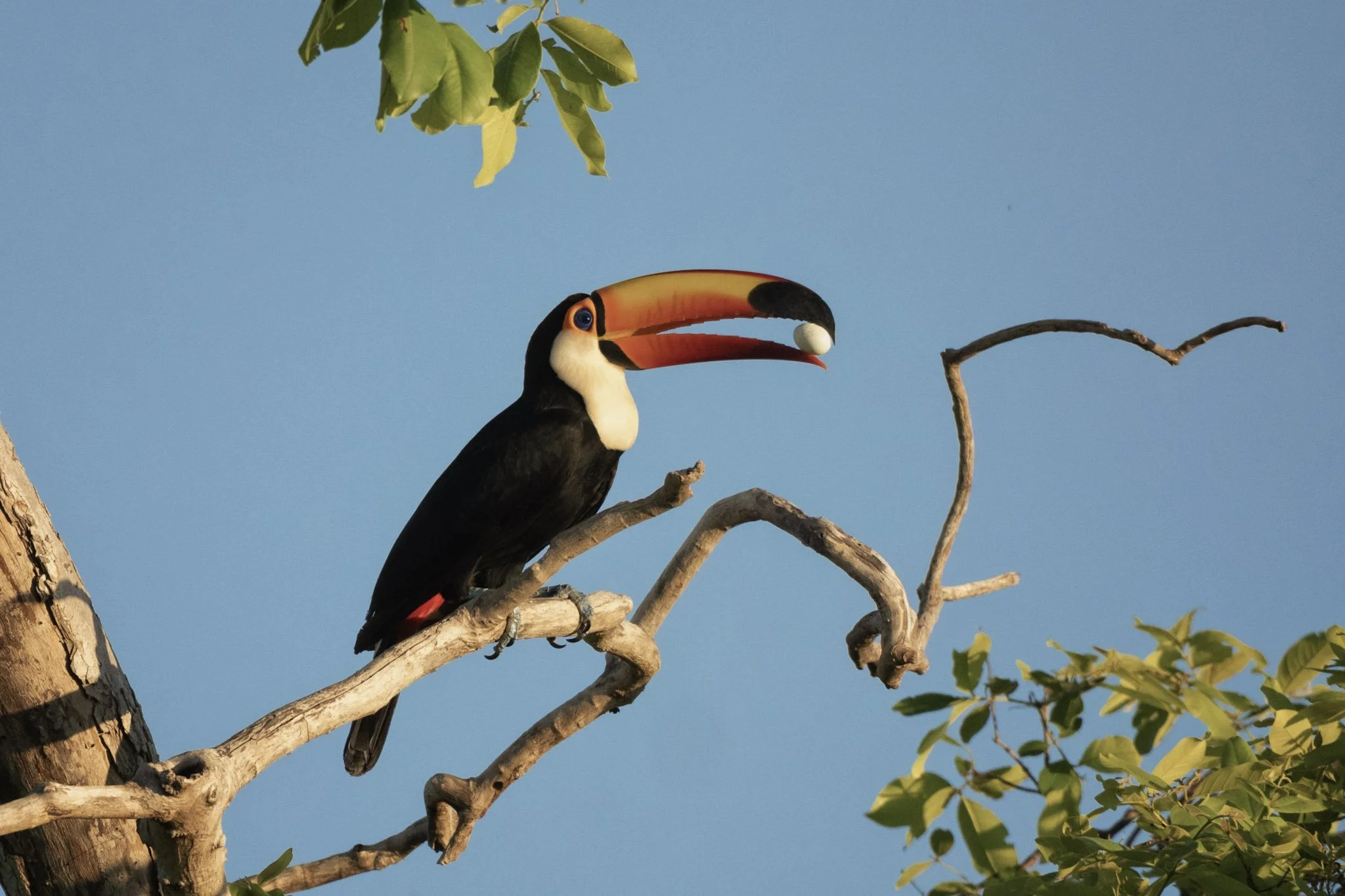 30-Tucano toco - Toco Toucan Keith Ladzinski 2022.jpg