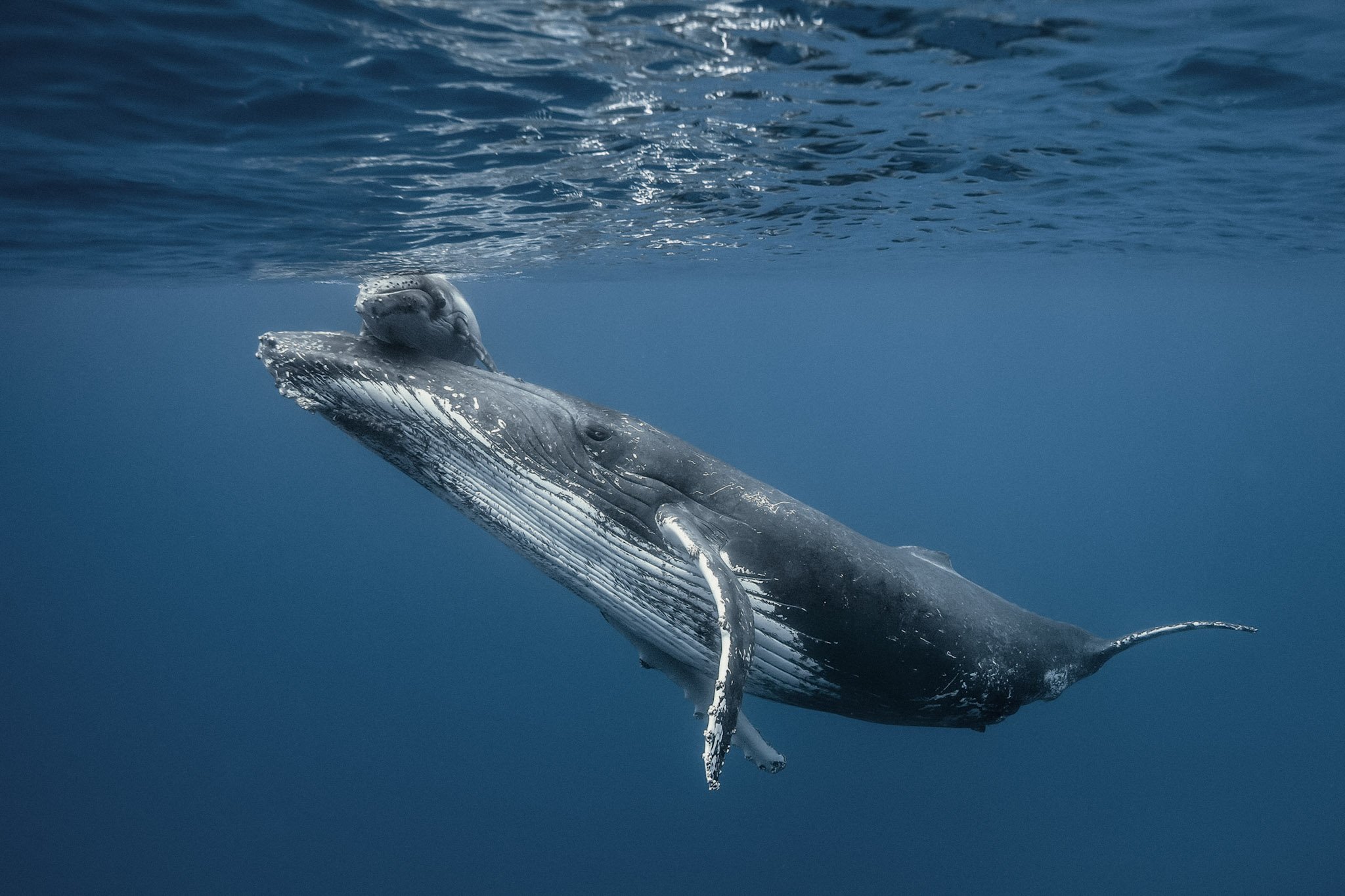 7-Cetaces109- eric_lamblin_dts_02_2026.jpg