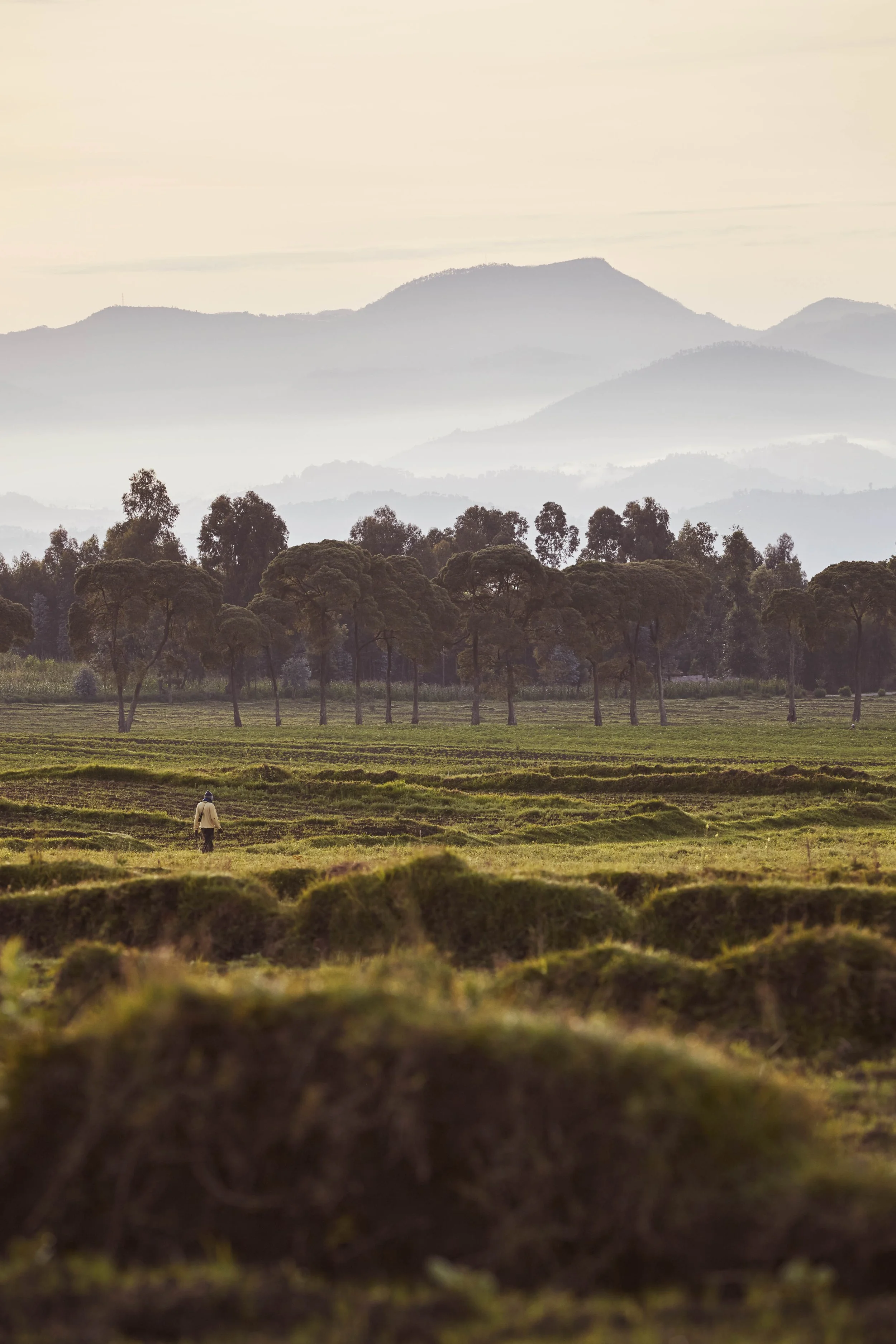 OO_GorillasNest_Flora_Fauna_Sunrise_Mountains_2409_MASTER.jpg
