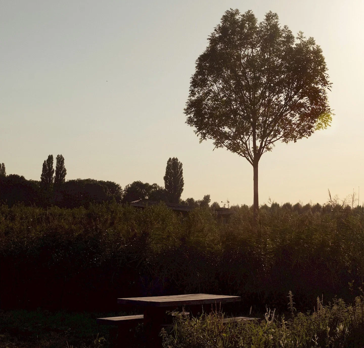 garden-22119.1440x0.jpg.png