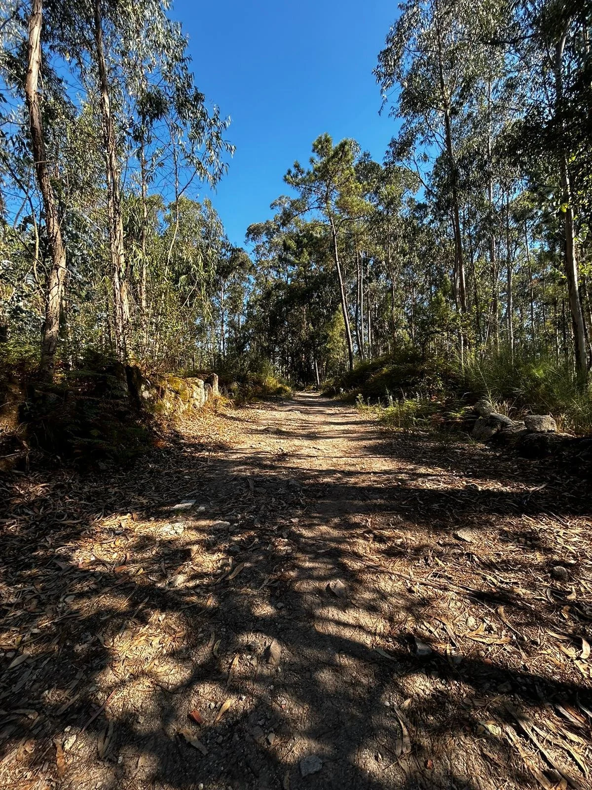 A dirt hiking trail surrounded by tall trees and foliage under a clear blue sky.