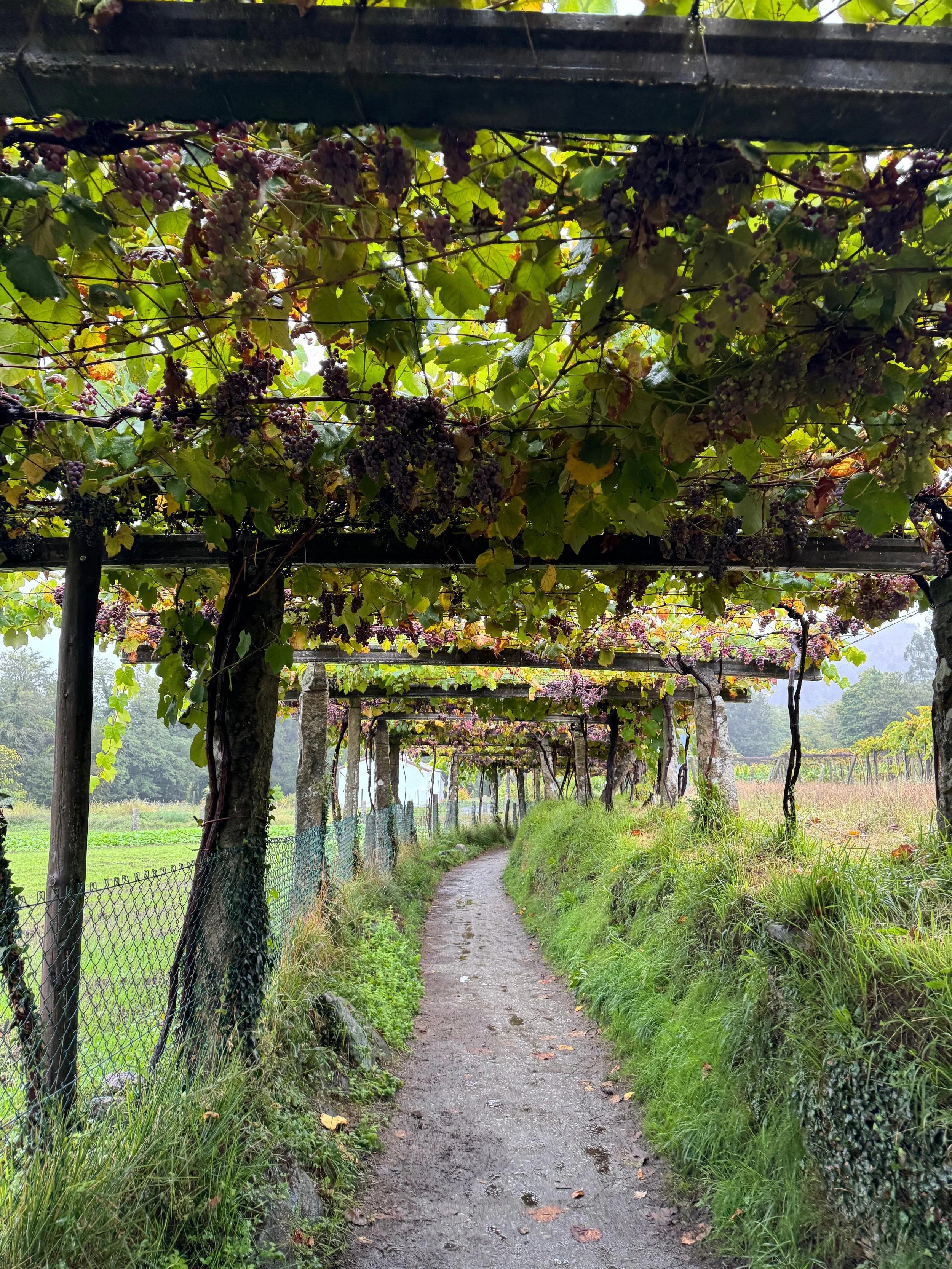A dirt path running through a grape vineyard with grapevines overhead forming a canopy, in a rural setting during daytime.
