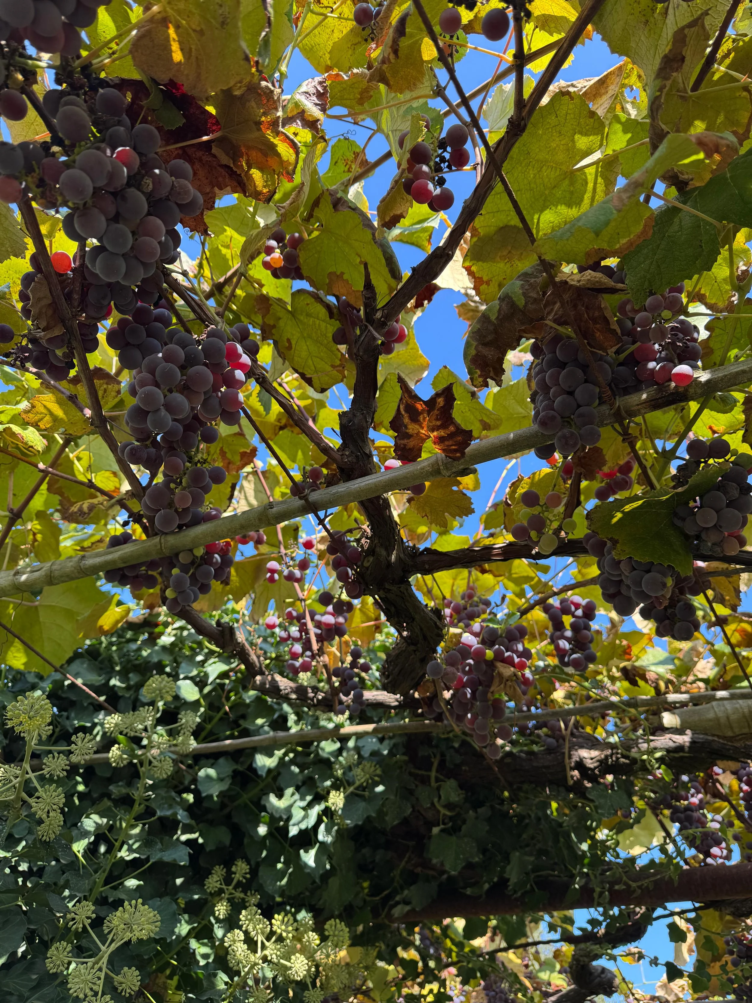 Close-up of ripening dark purple and red grapes hanging from vine with green and yellow leaves, blue sky in background.
