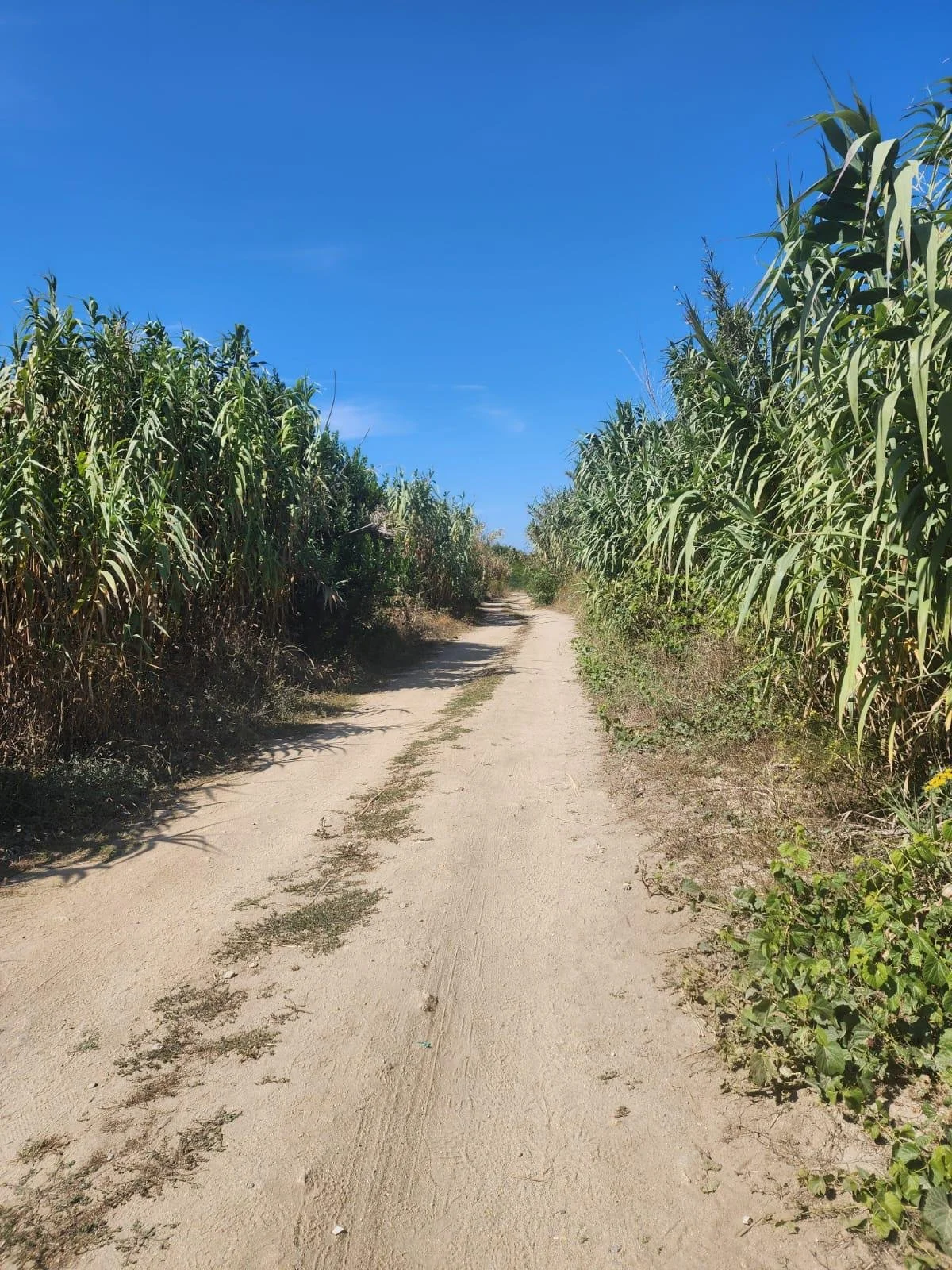 Dirt road passing through a field of tall corn on both sides under a clear blue sky.