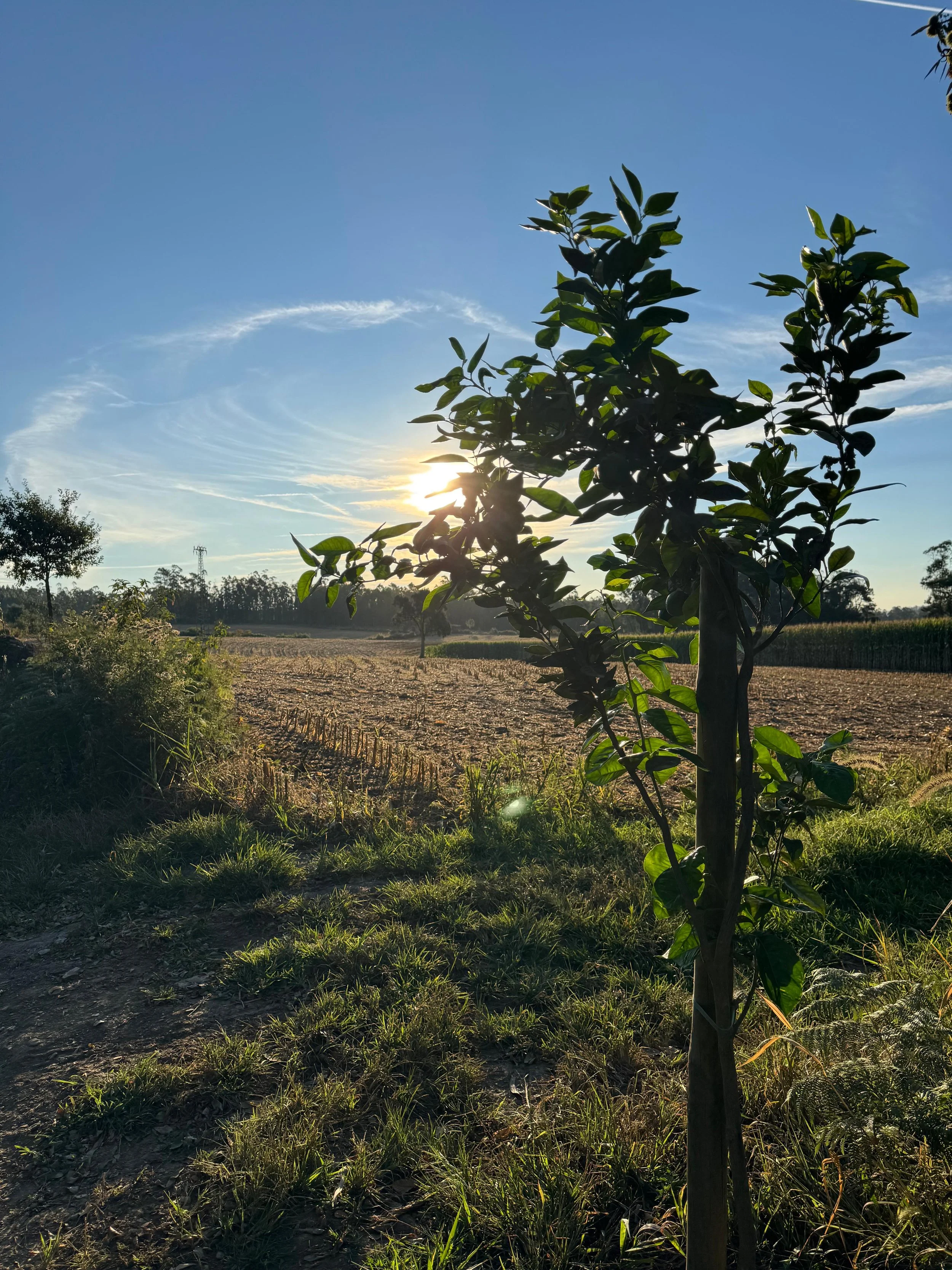 A small tree in the foreground with the sun setting behind it. The scene includes a grassy area and an open field with trees in the distance under a blue sky with wispy clouds.