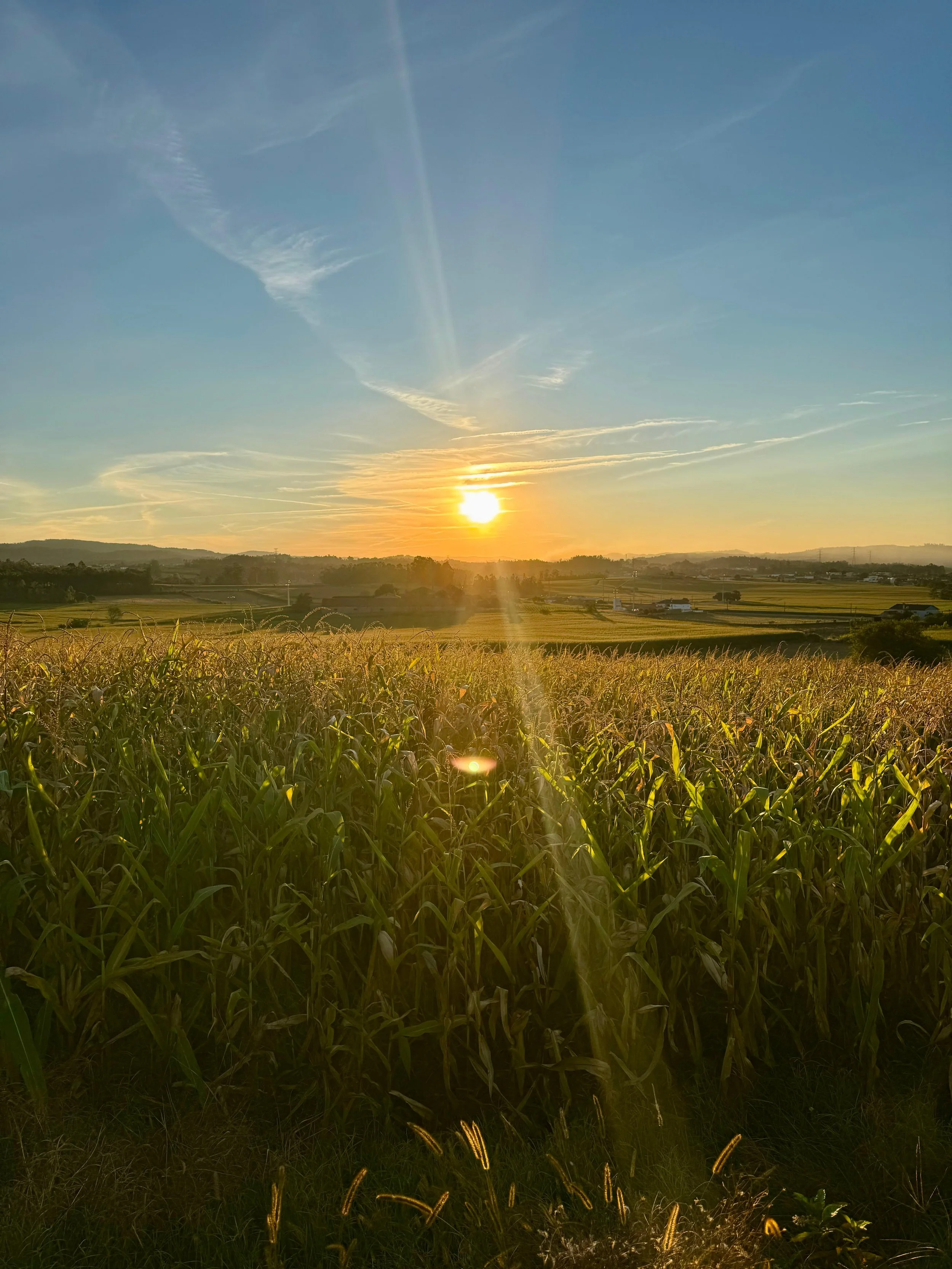 Sunset over a field of tall corn with hills and a few buildings in the distance under a partly cloudy sky.