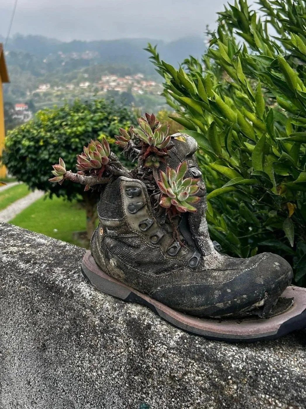 An old, weathered hiking boot with plants growing out of it, placed on a stone surface with greenery and distant hills in the background.