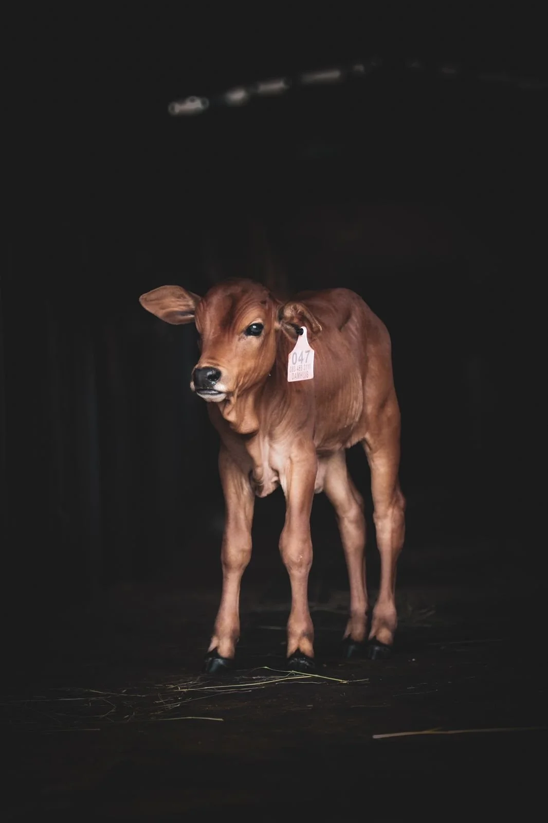 A young brown calf standing on a dark surface with a black background.
