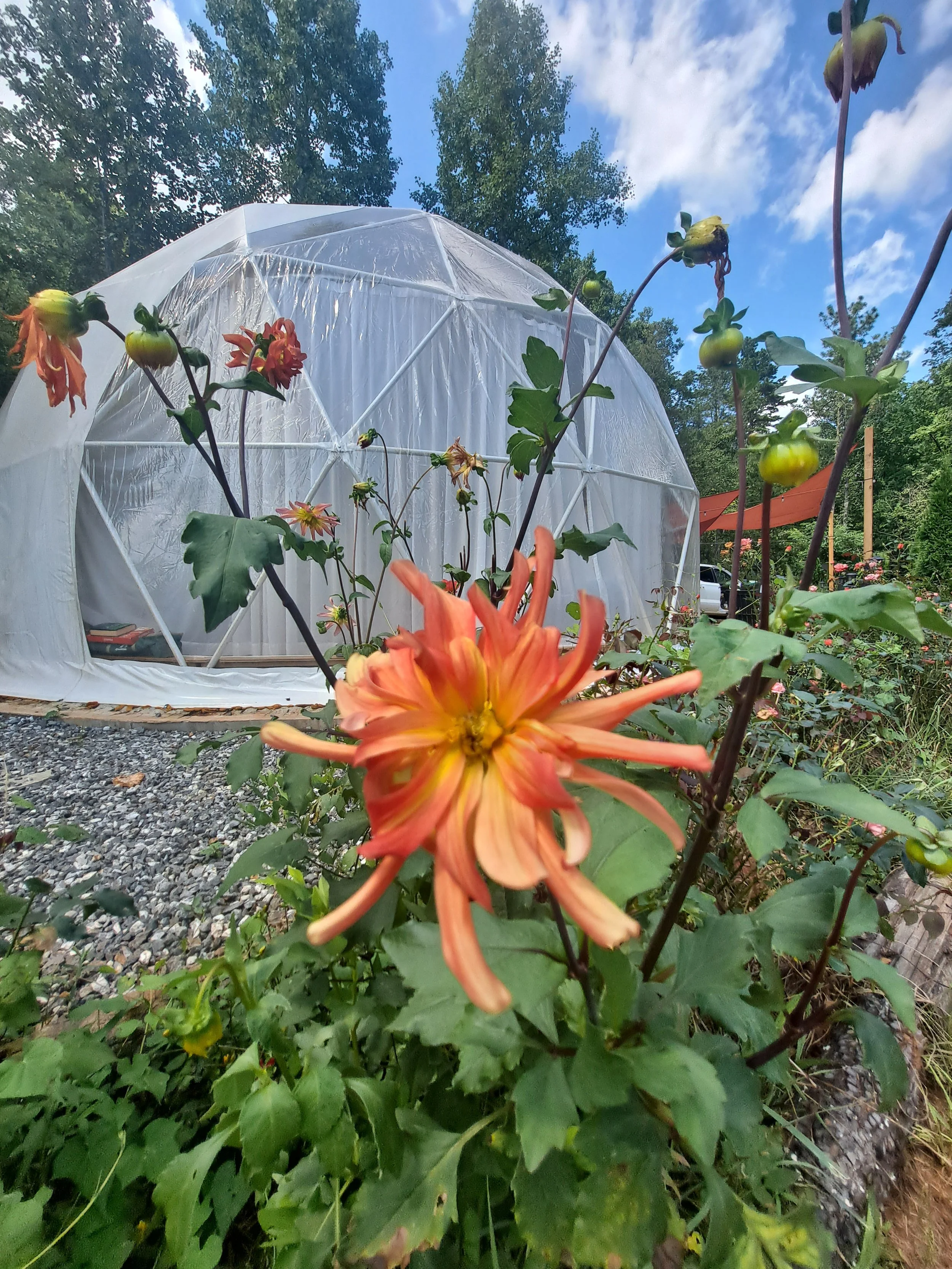 Orange and yellow flower in foreground with a white greenhouse behind it, surrounded by green trees and plants, under a partly cloudy sky.