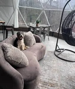 A dog sitting on a plush gray sofa in a sunlit indoor space with large windows and a modern decor.