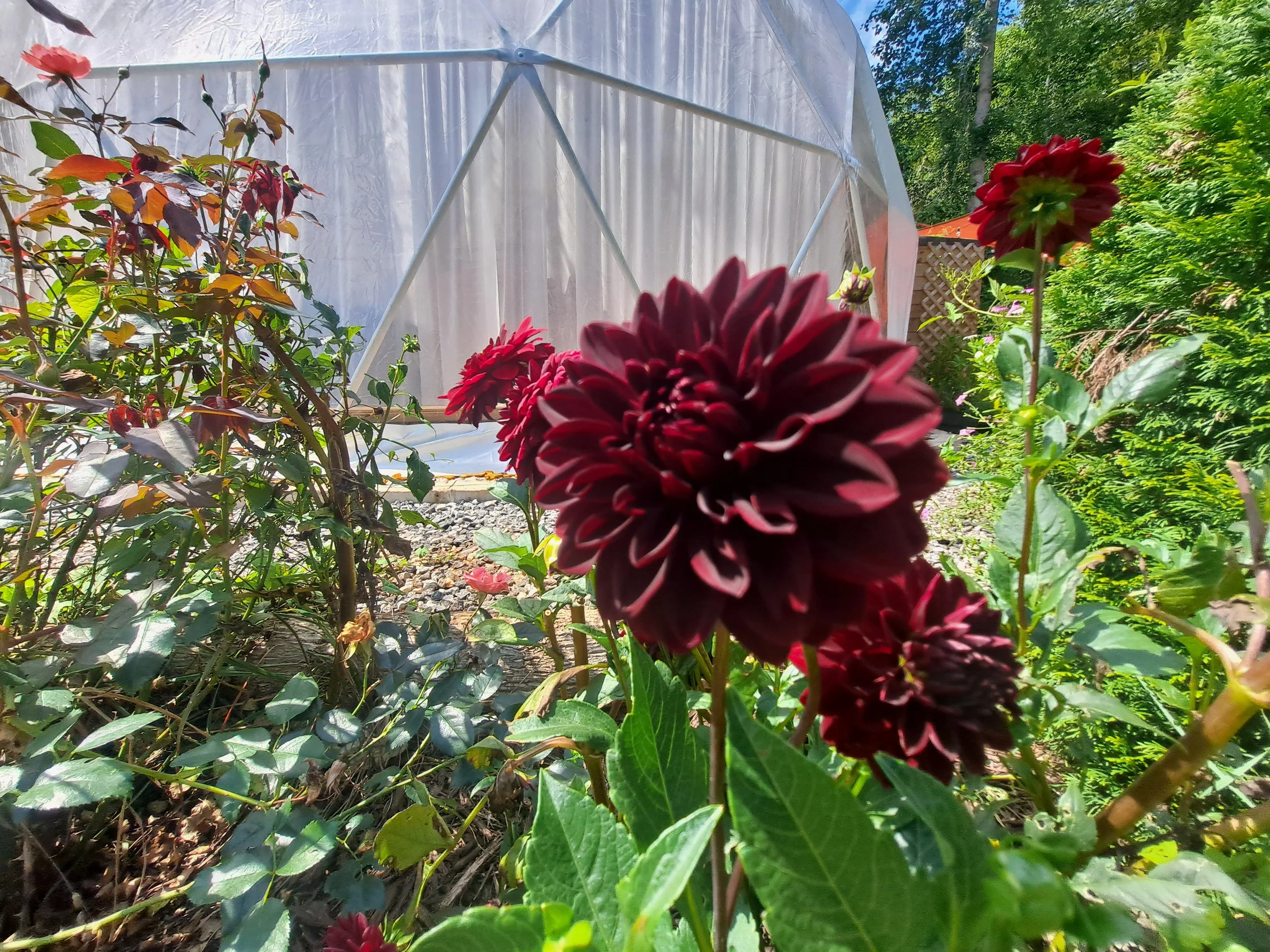 Red and dark maroon-colored flowers growing in a garden area with lush green foliage and a white greenhouse structure in the background.