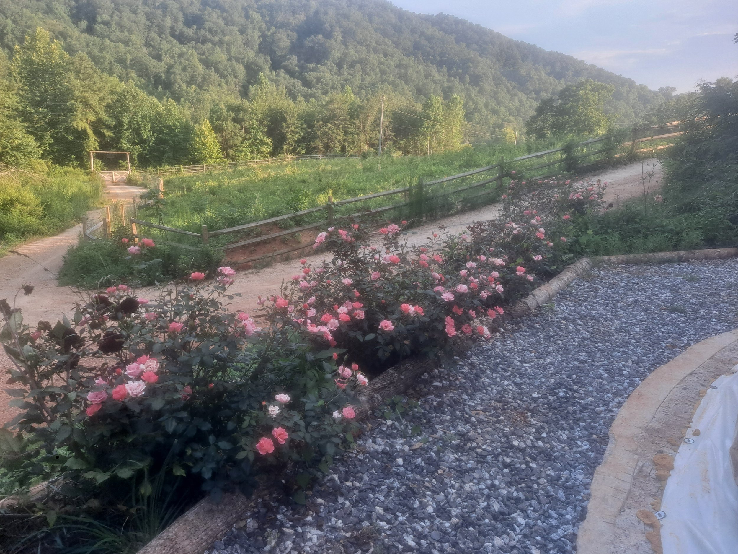 A scenic landscape with pink roses in garden beds, dirt pathways, a wooden fence, and lush green trees with a mountain in the background.