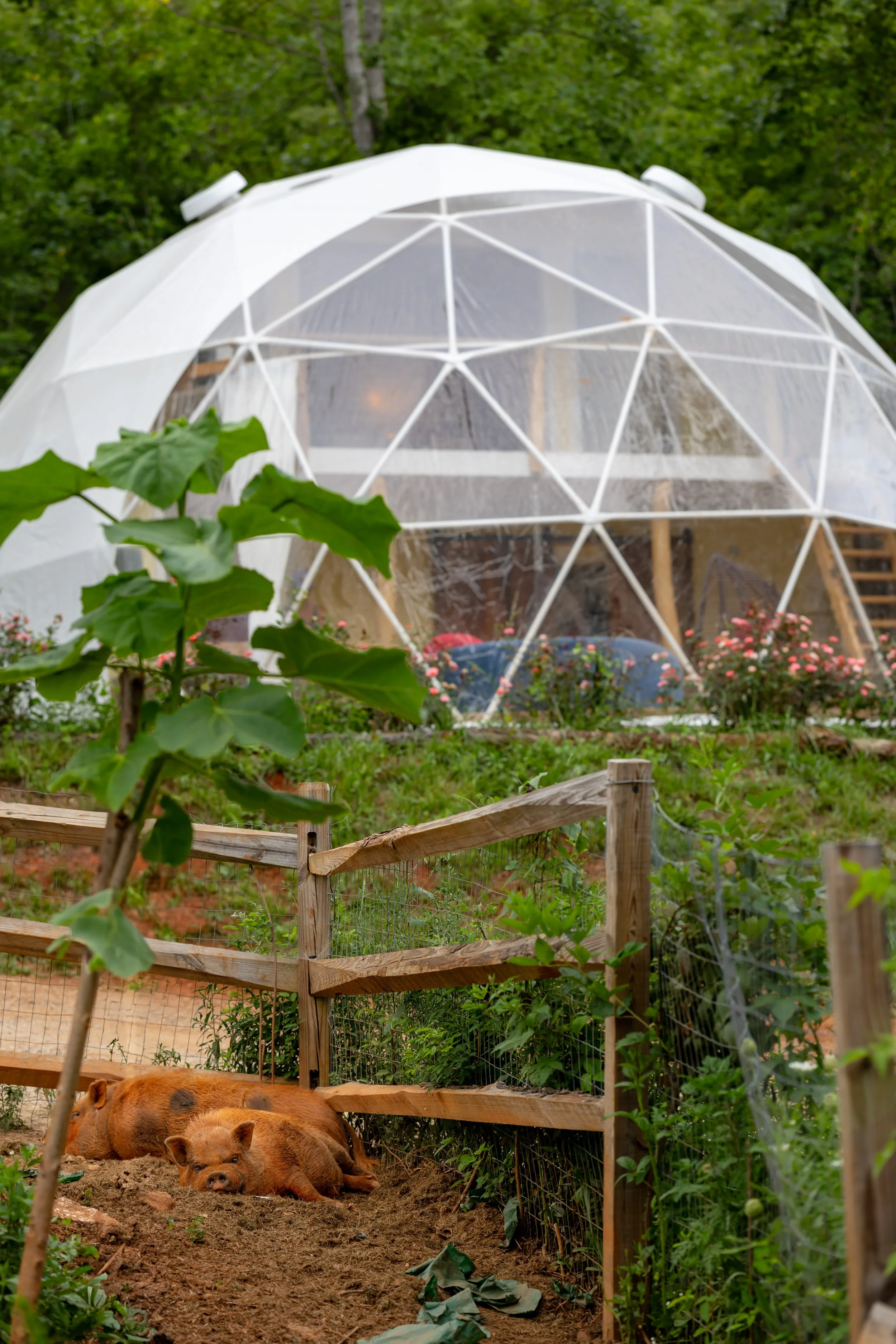 Two pigs are lying on the dirt ground inside a fenced area on a farm. In the background, there is a transparent geodesic dome structure with a white frame, surrounded by green trees and flowering plants.
