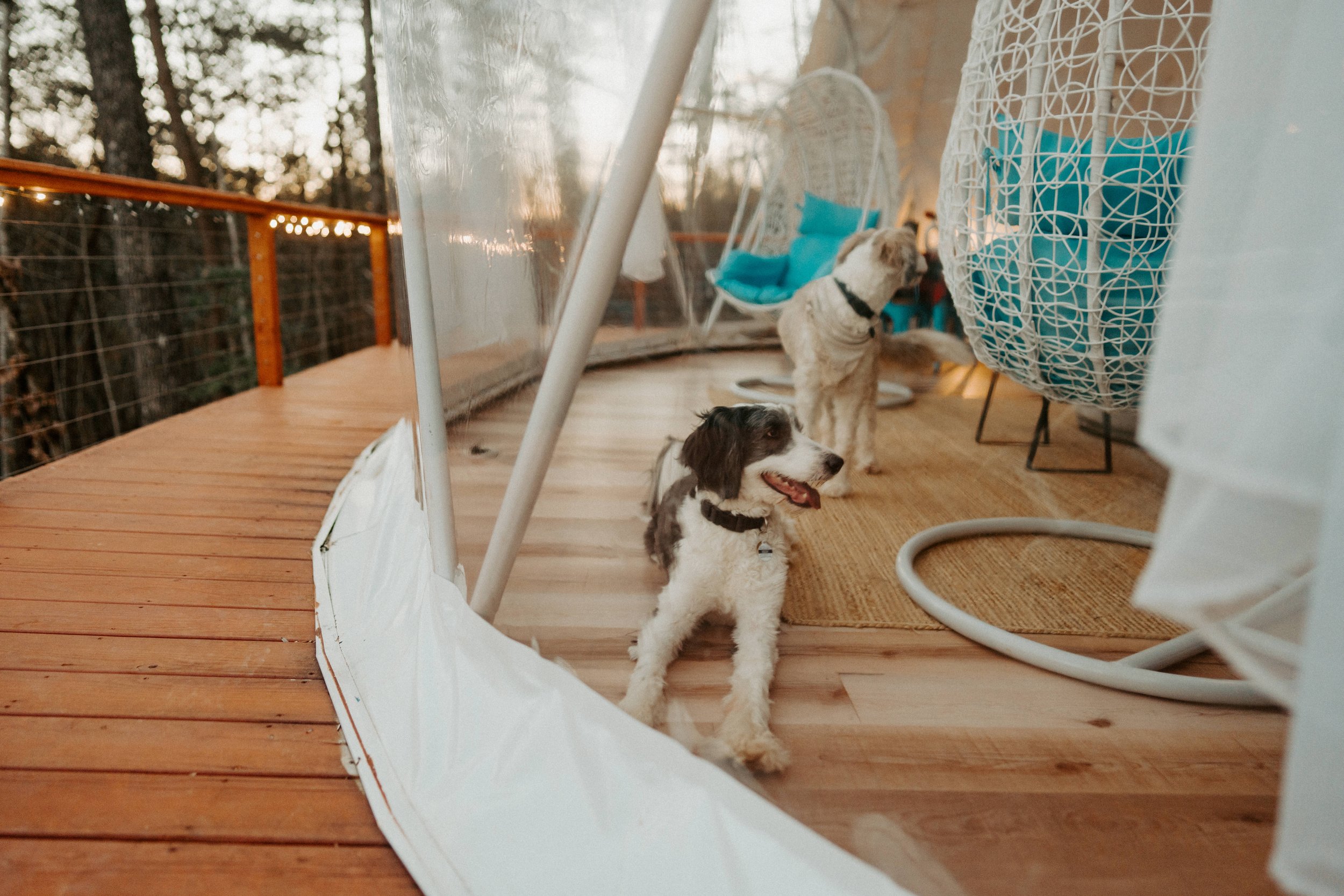 Two dogs sitting on a wooden deck with outdoor furniture, including hanging chairs and a rug, during sunset.