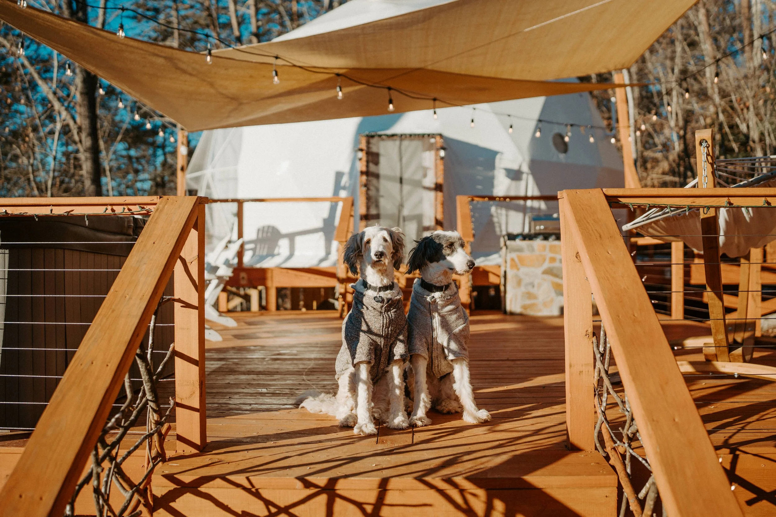 Two dogs sitting on a wooden deck in front of a white tent, wearing matching grey coats, with a canopy overhead and string lights, surrounded by trees.