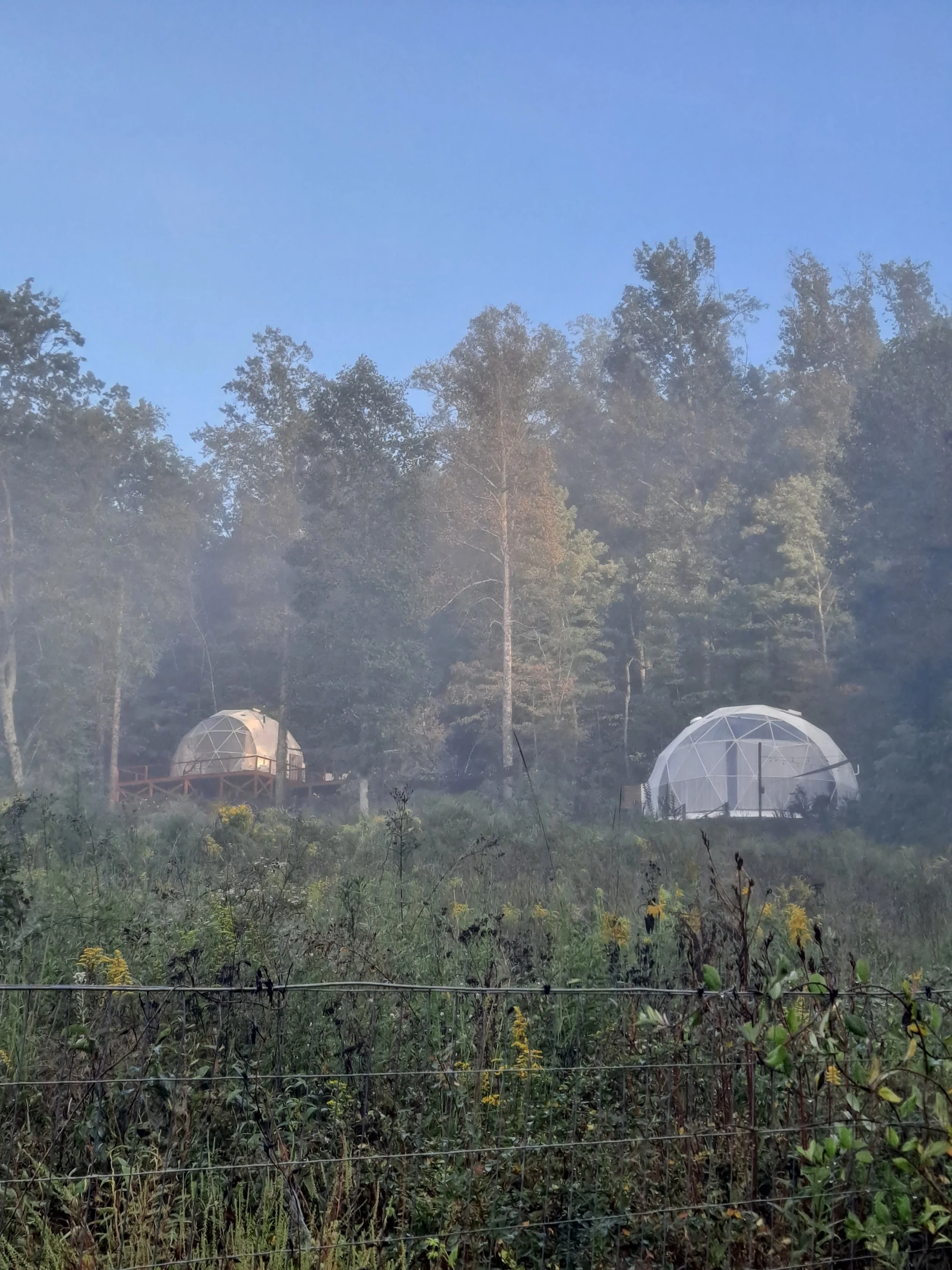 Two geodesic dome structures on a hillside surrounded by trees and vegetation, with a clear blue sky overhead.